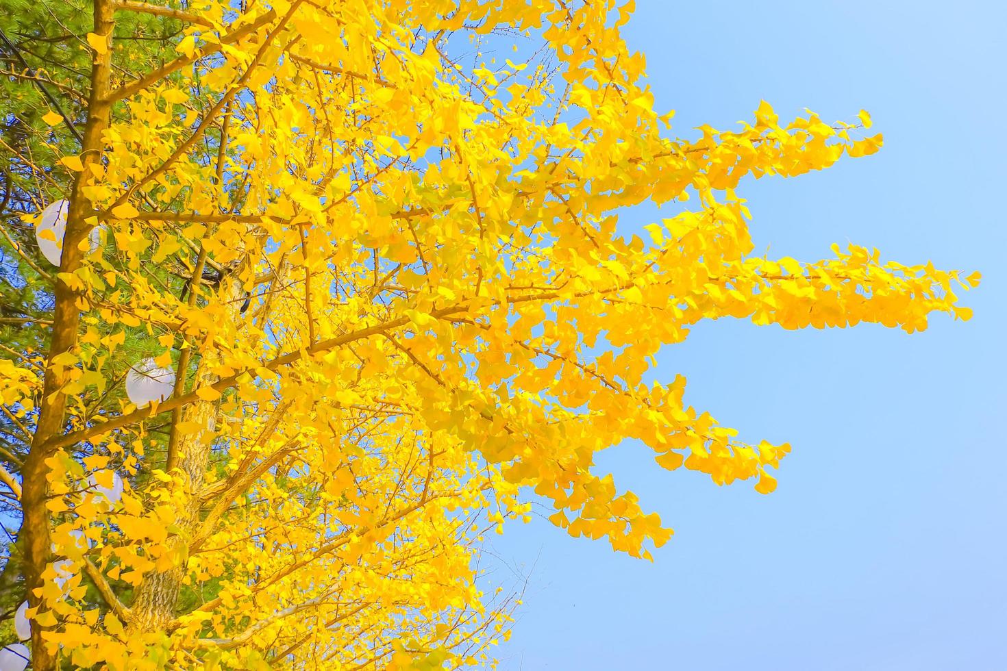 Yellow ginkgo biloba leaves in autumn on sky background photo