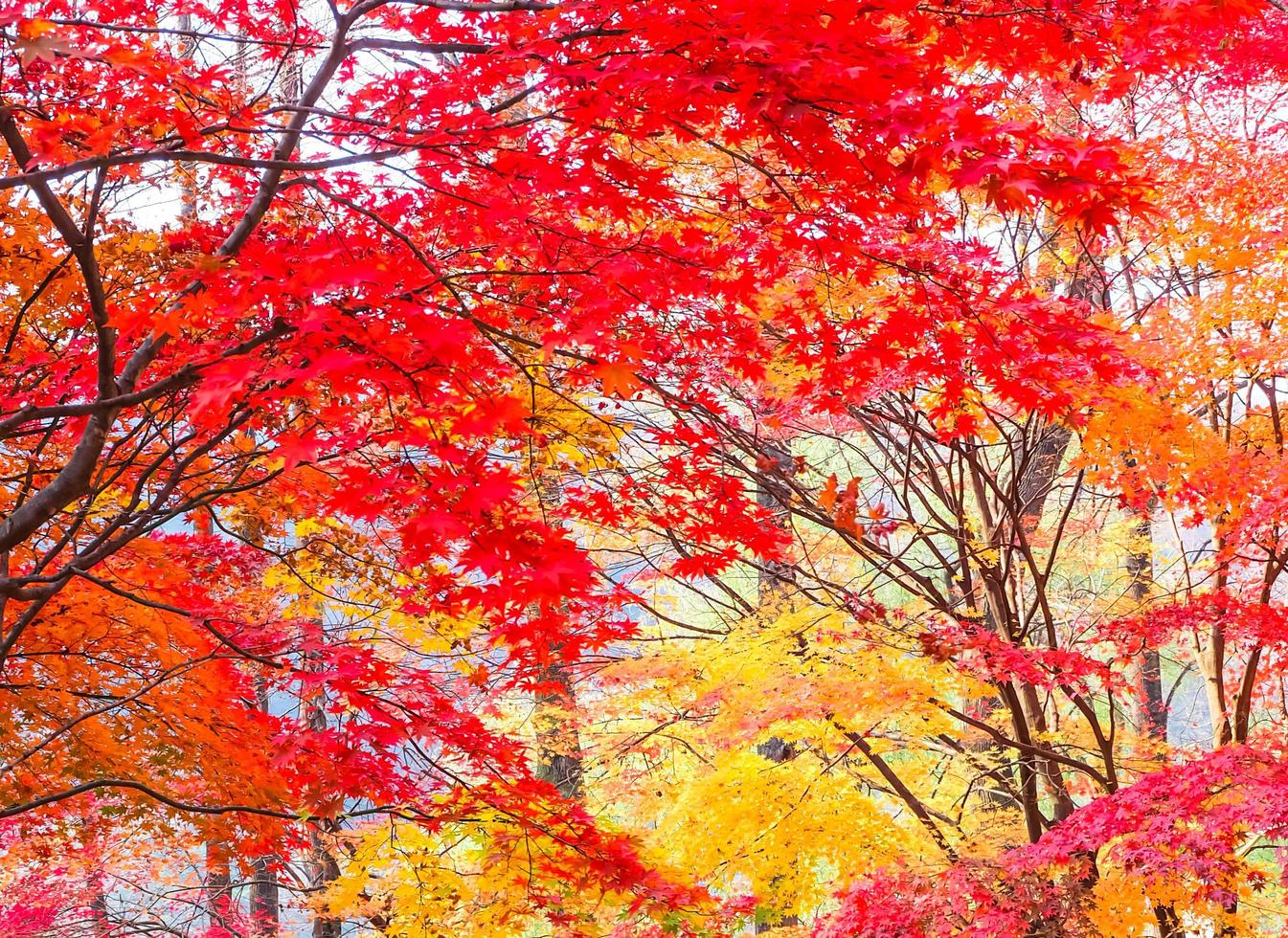 hojas de arce rojo en la temporada de otoño en la isla de nami, corea del sur foto