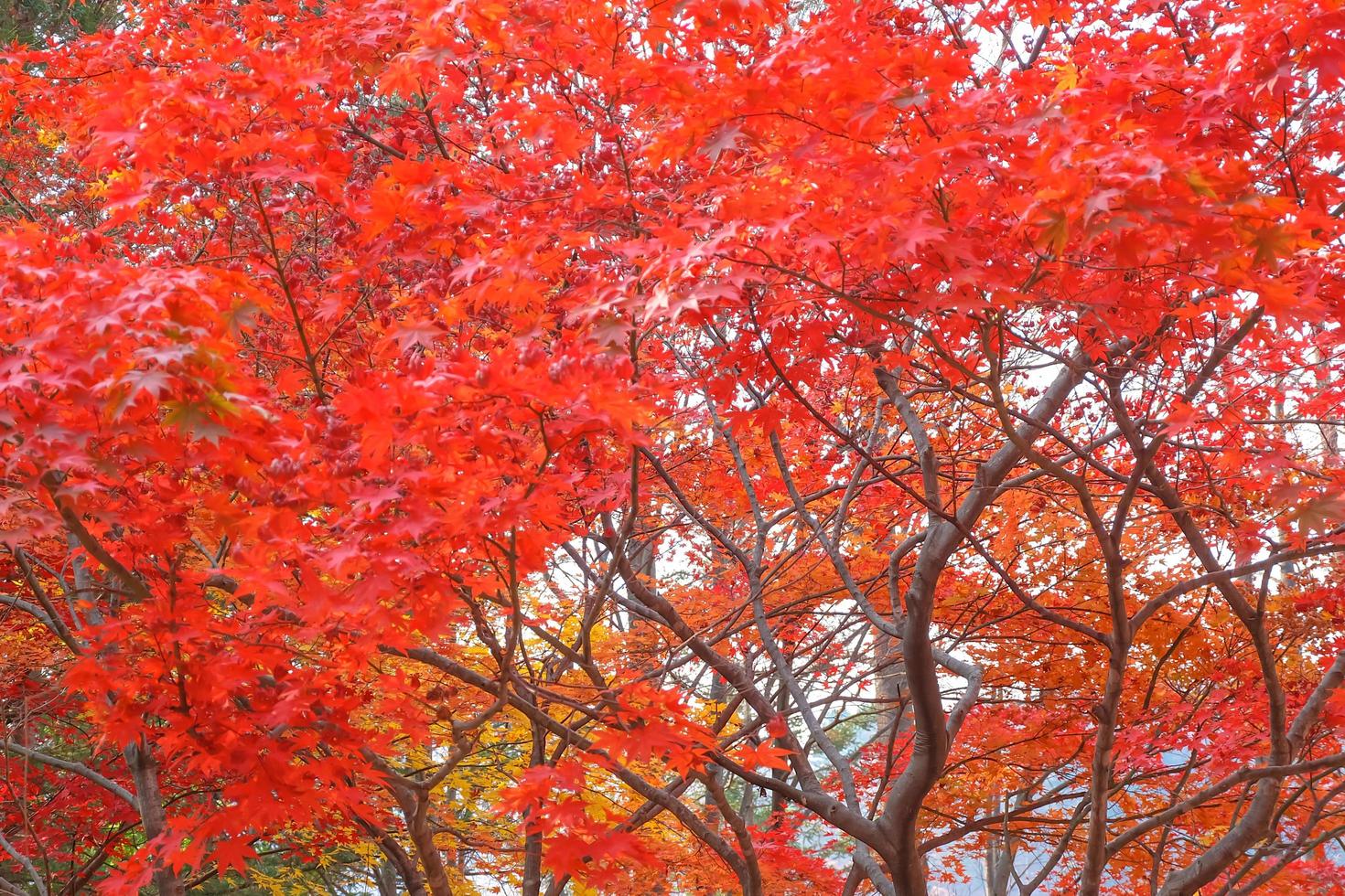 Red maple leaves and branch in the natural environment trees on a bright day of background . photo