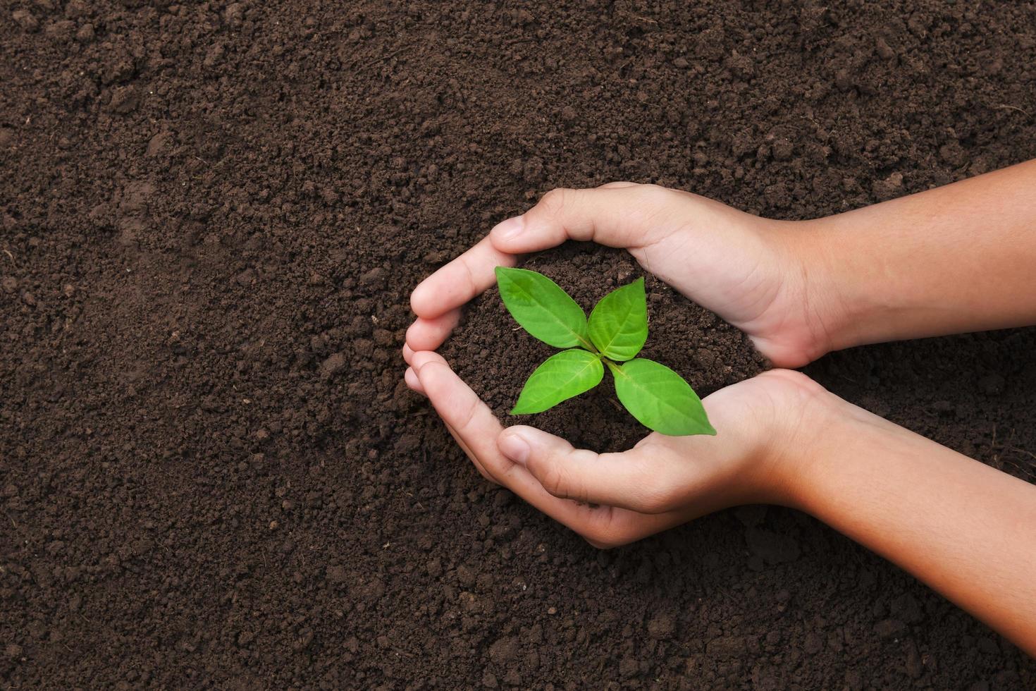 top view hand holding young tree on soil background for planting in garden photo