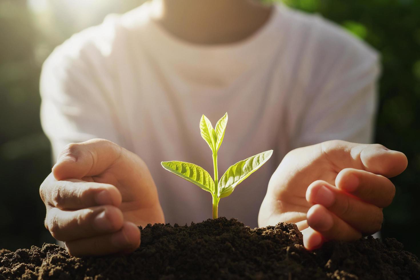 hand protection small tree on soil with sunrise photo