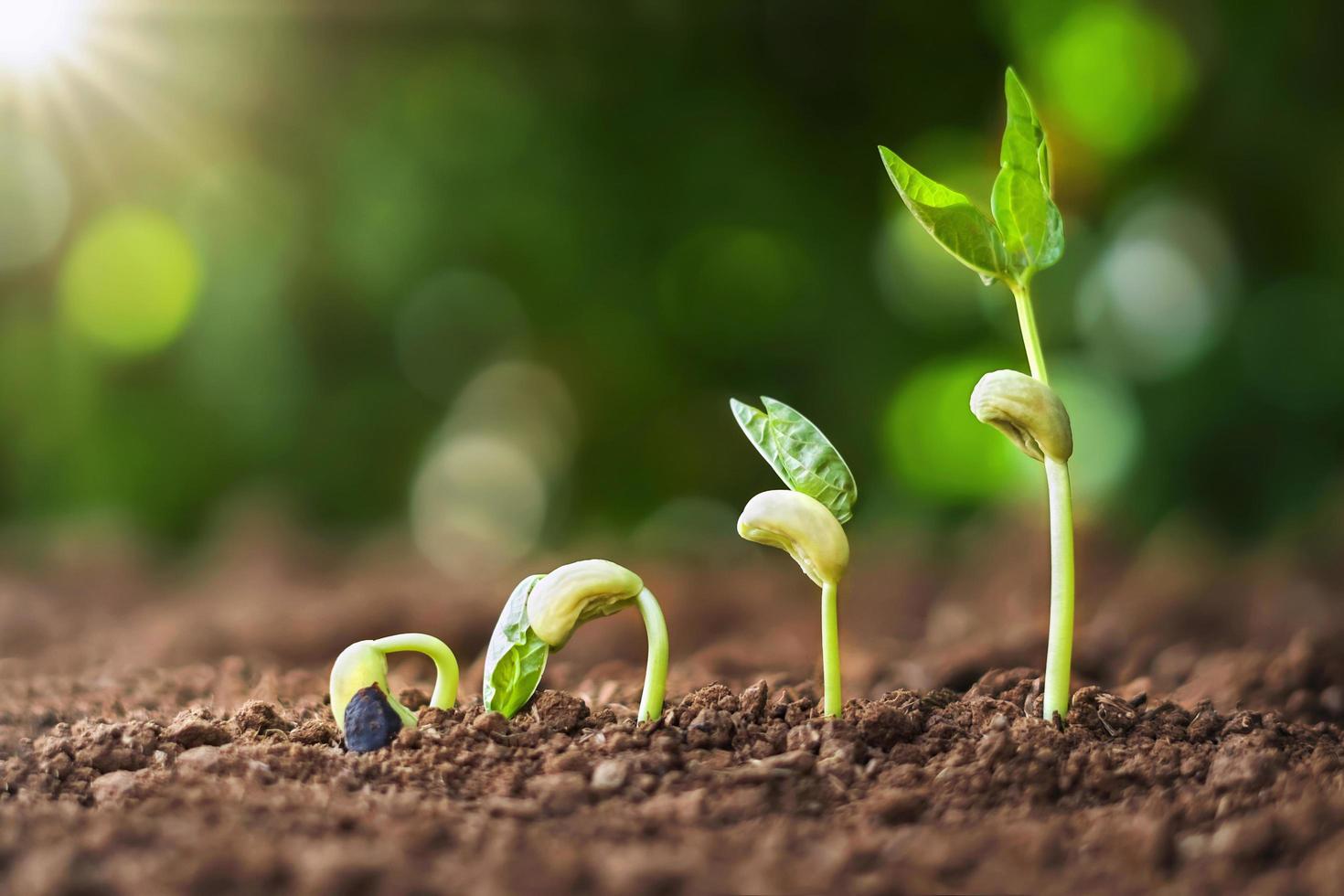 plantar semillas crecer concepto de paso en el jardín y la luz del sol. idea de agricultura foto