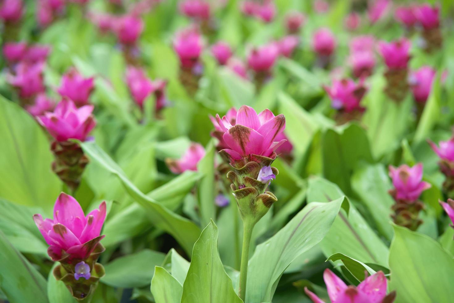 beautiful pink siam tulip flower in nature photo