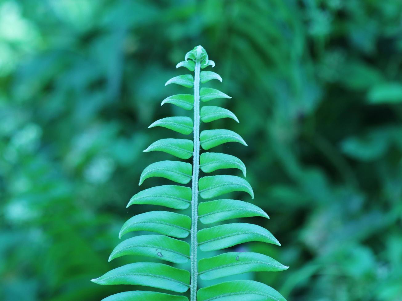 Botanical leaf background photo