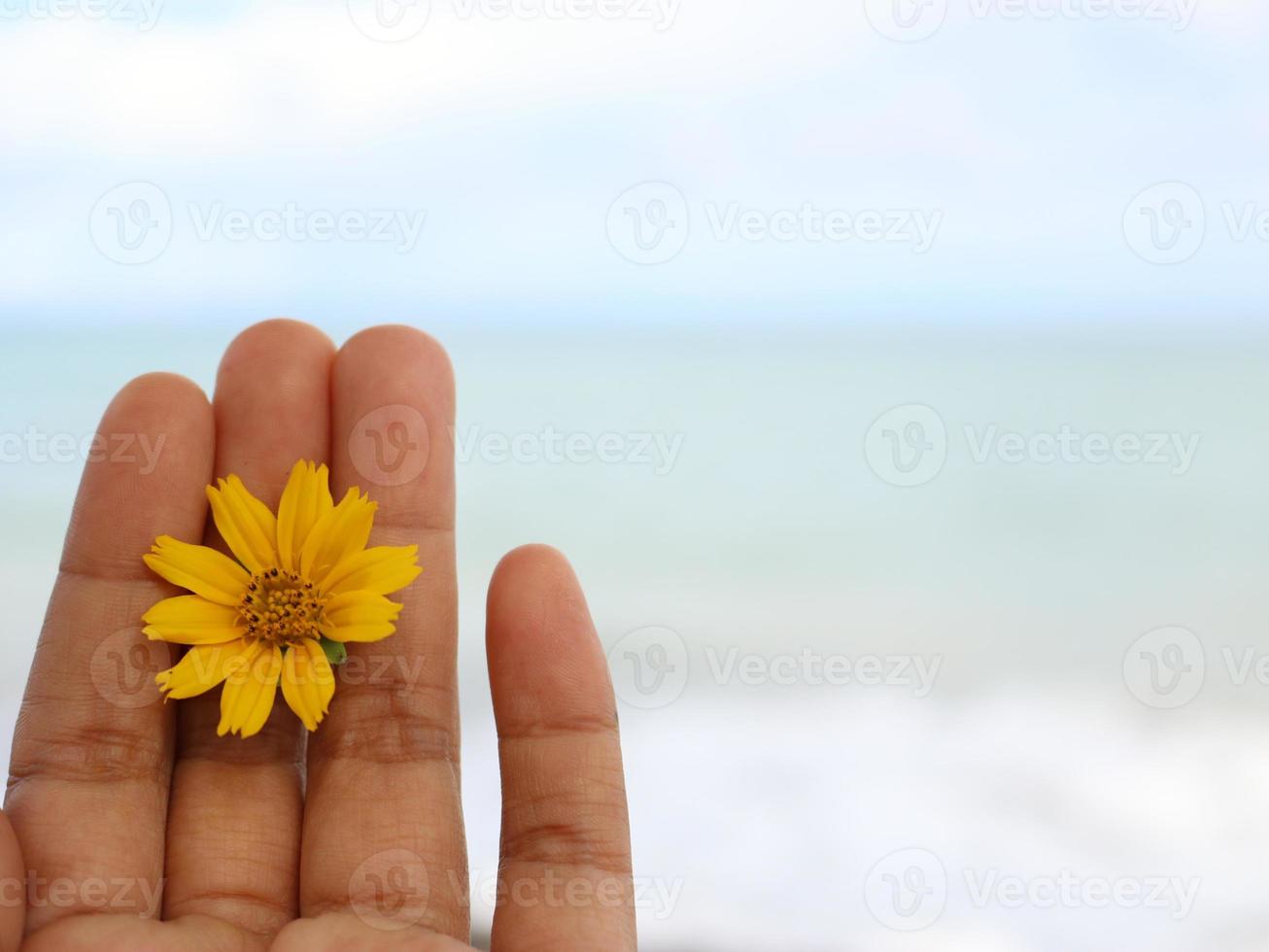 Hands and flowers photo