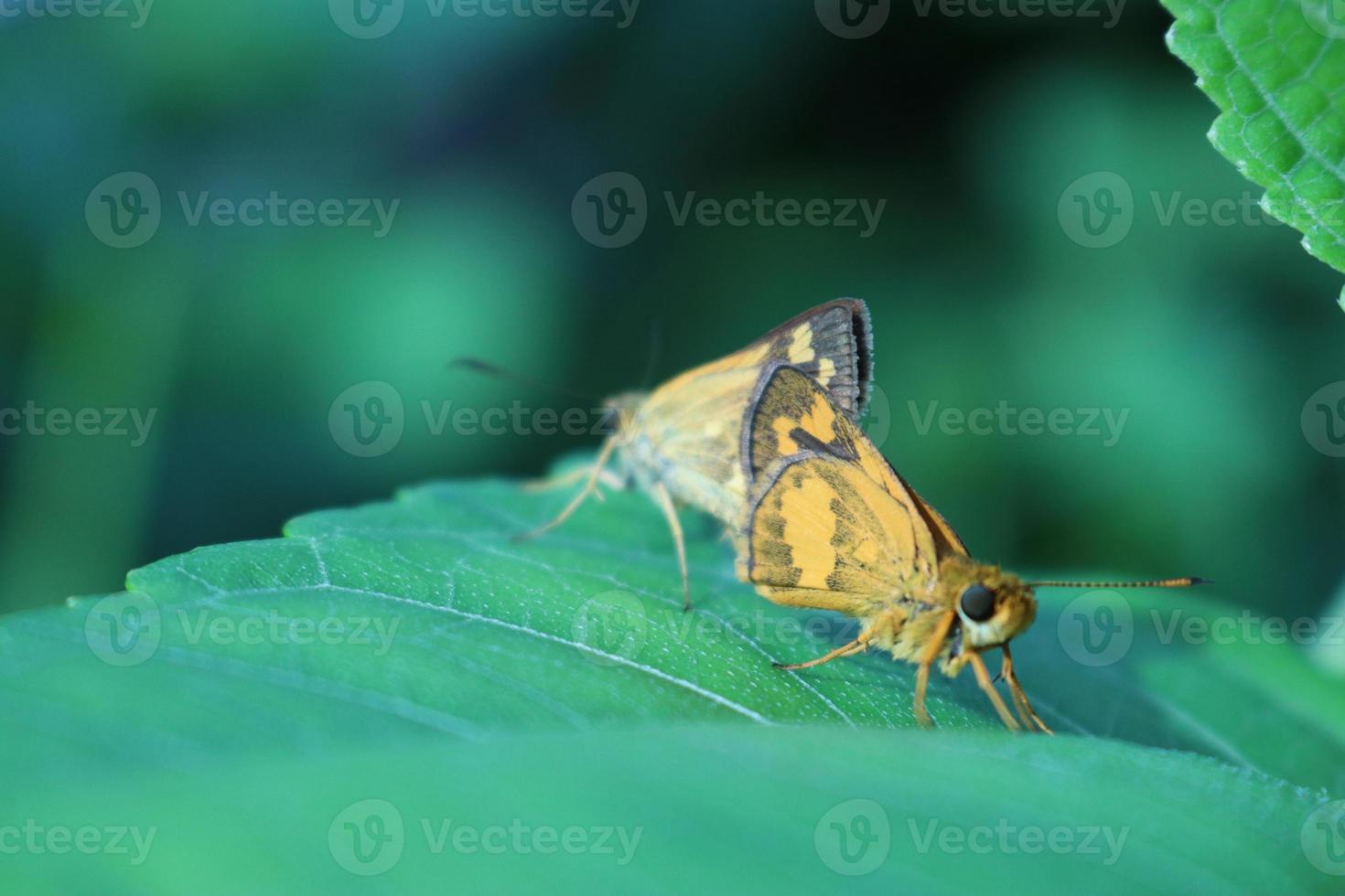 Butterfly in the garden photo