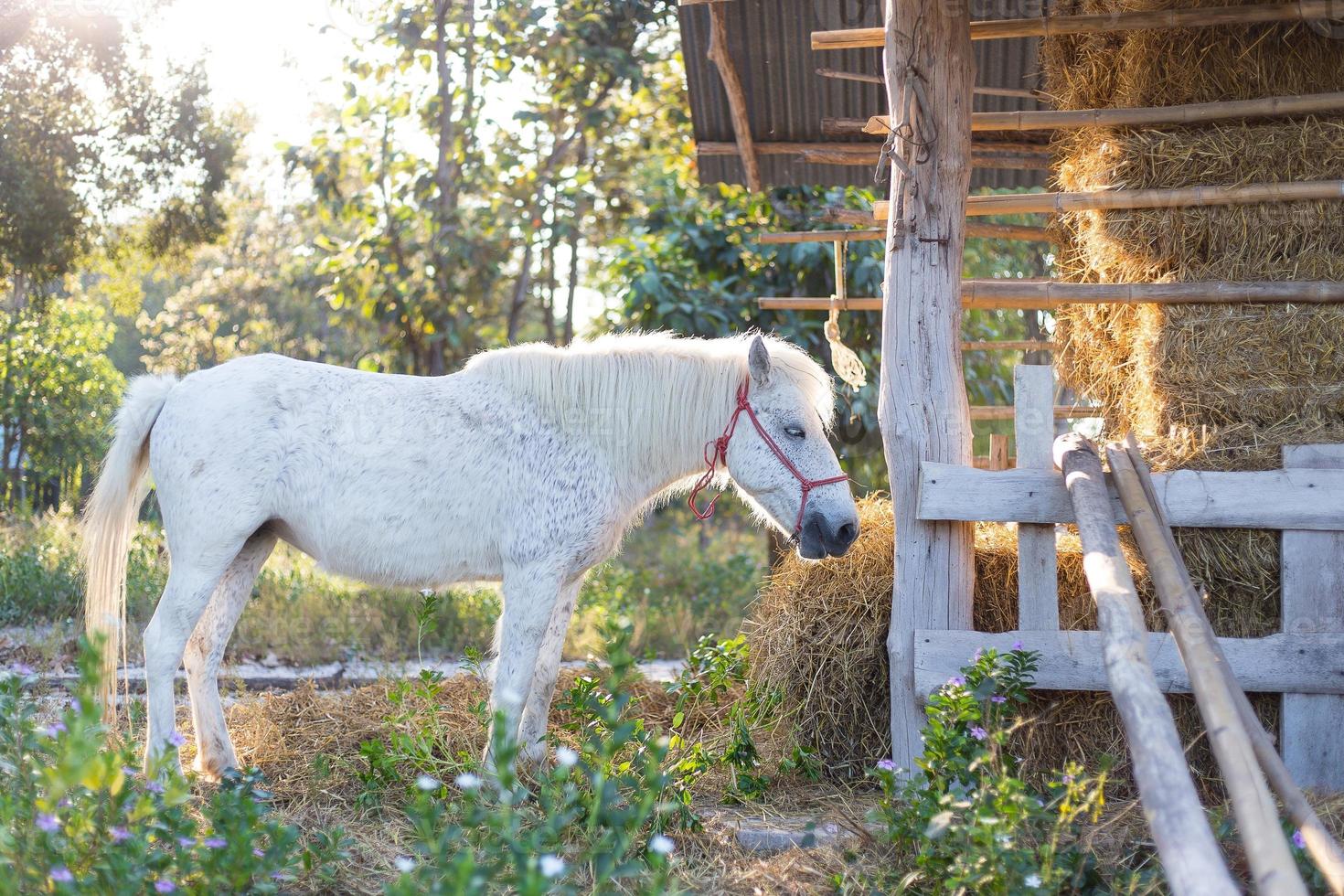 A white horse stand and eat rice straw in sunset background. photo