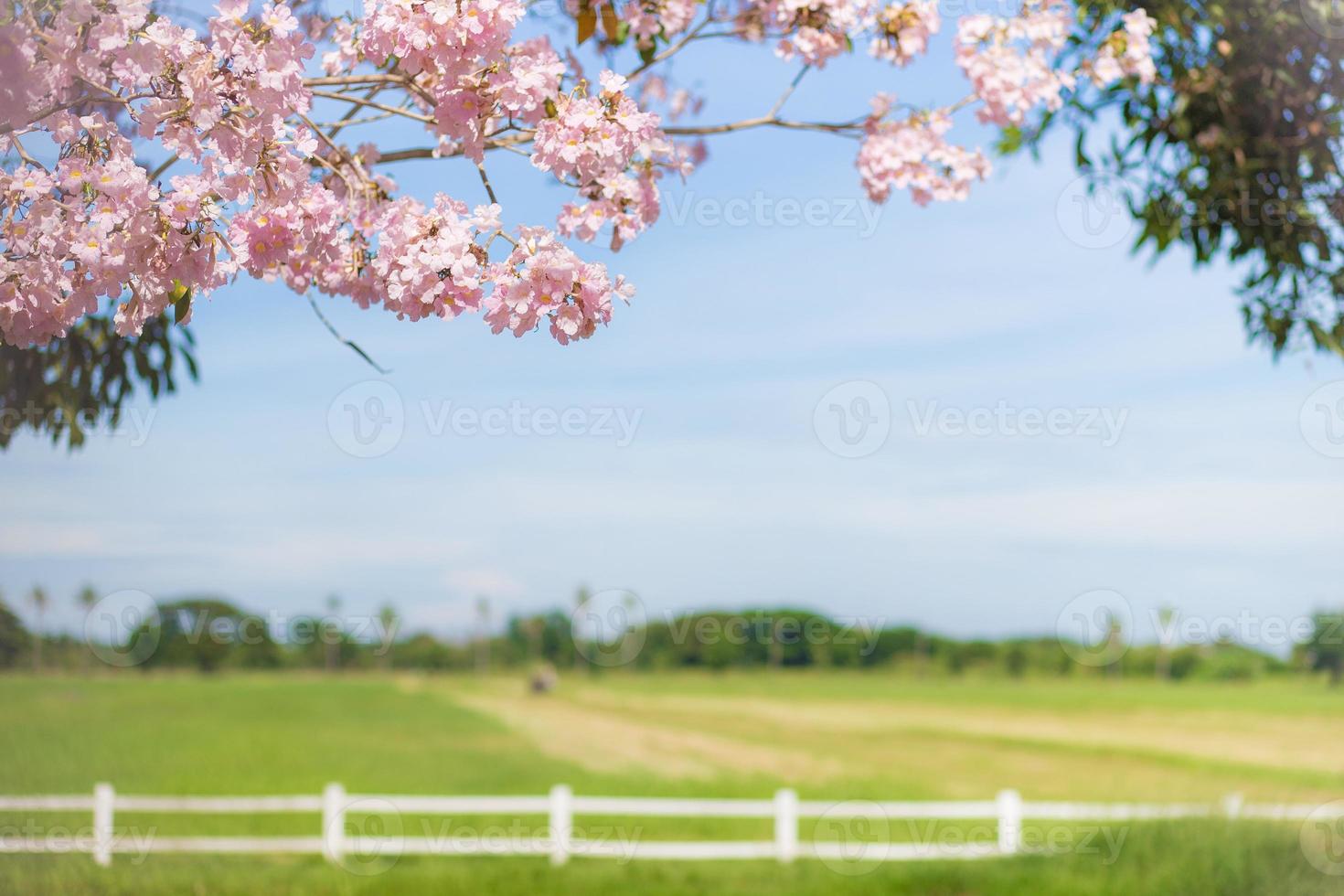 Pink flower Chompoo Pantip blossom With the blur fields photo