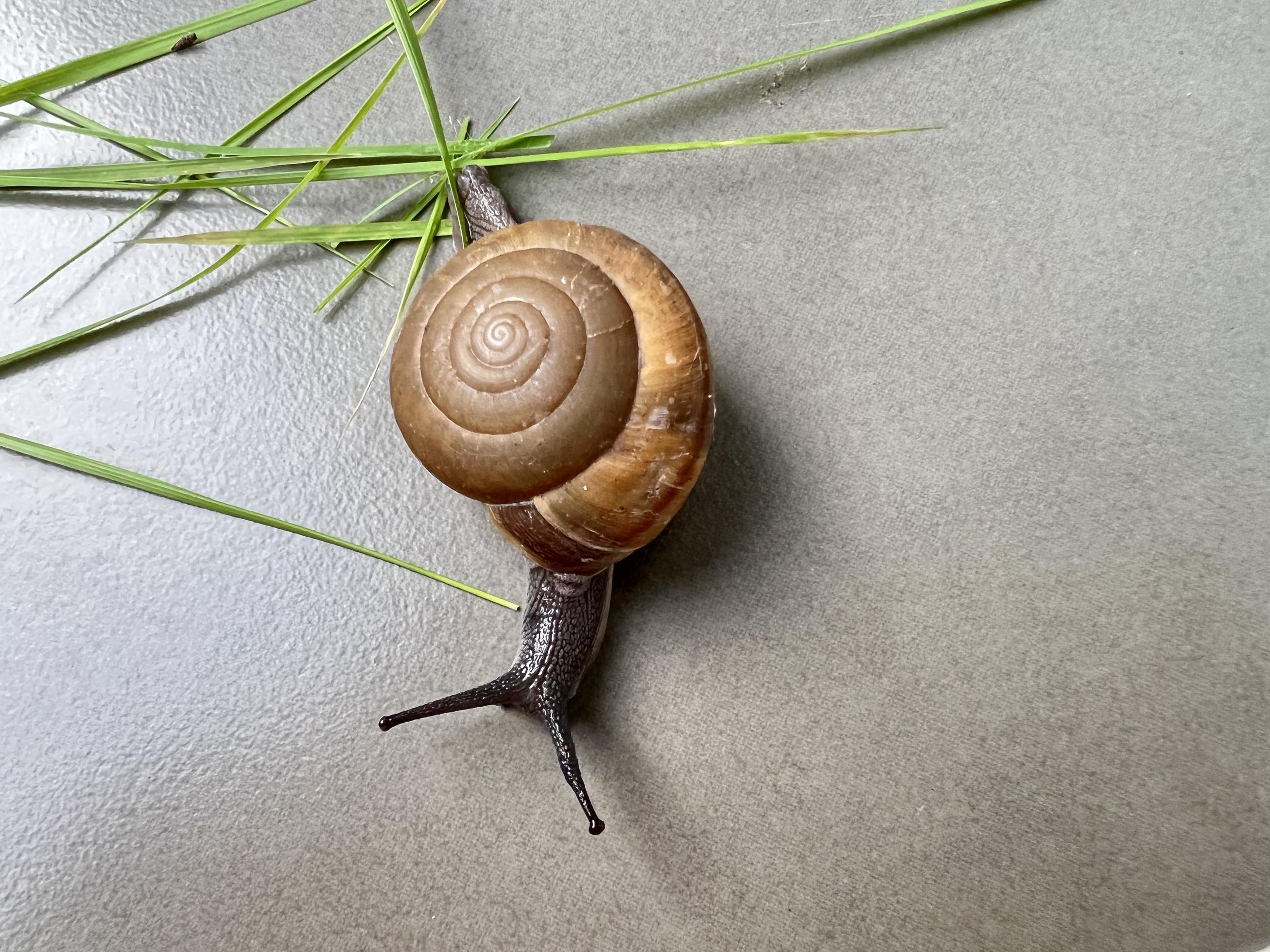 Top view closeup photo of snail shell, light brown snail walking