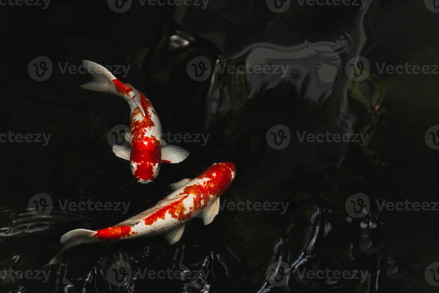 peces koi japoneses nadando en un estanque de fondo negro. foto