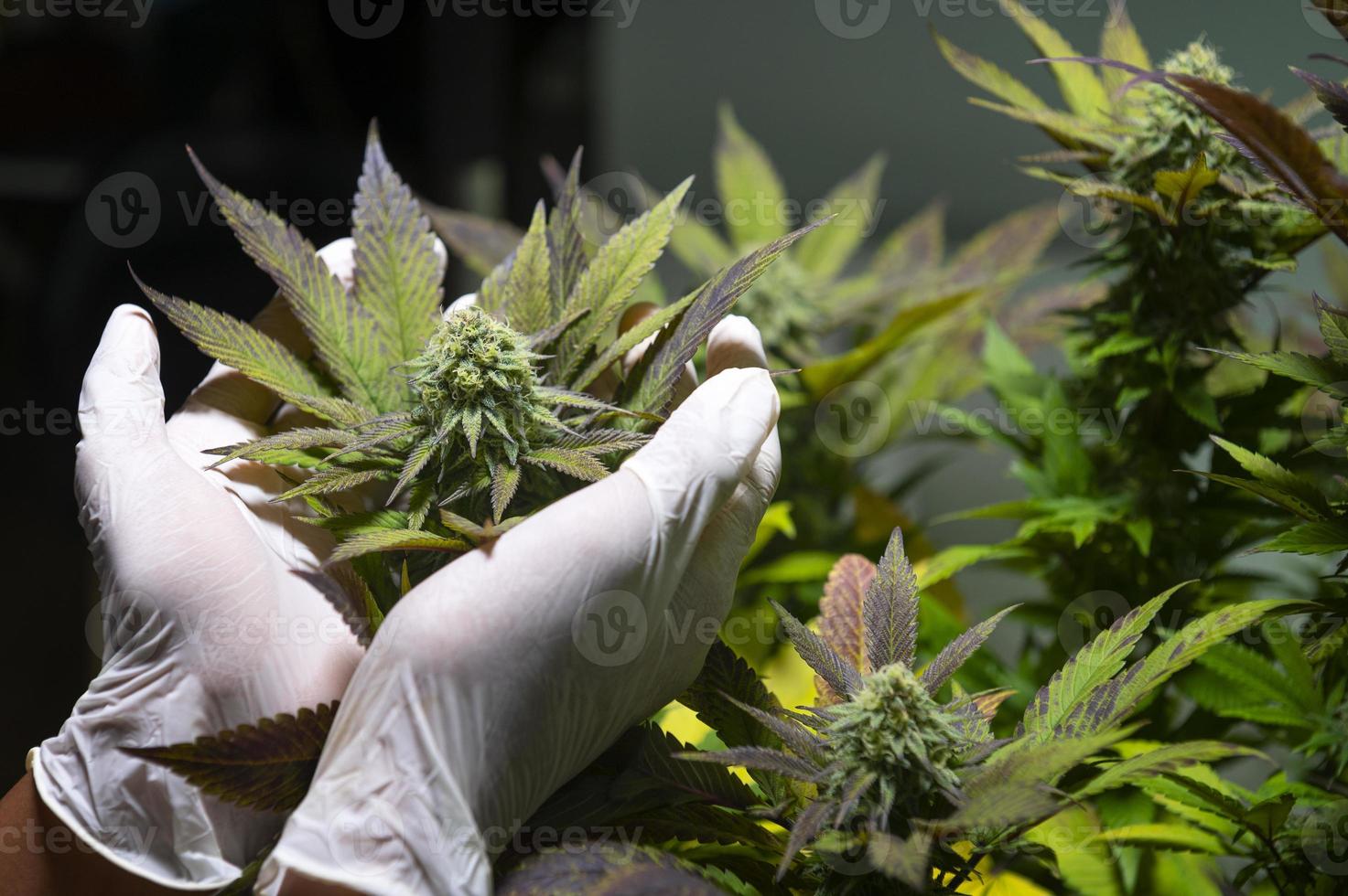 A scientist wearing a mask, goggles and gloves examines a hemp plant in a greenhouse. Concept of alternative herbal medicine, CBD oil, pharmaceutical industry photo