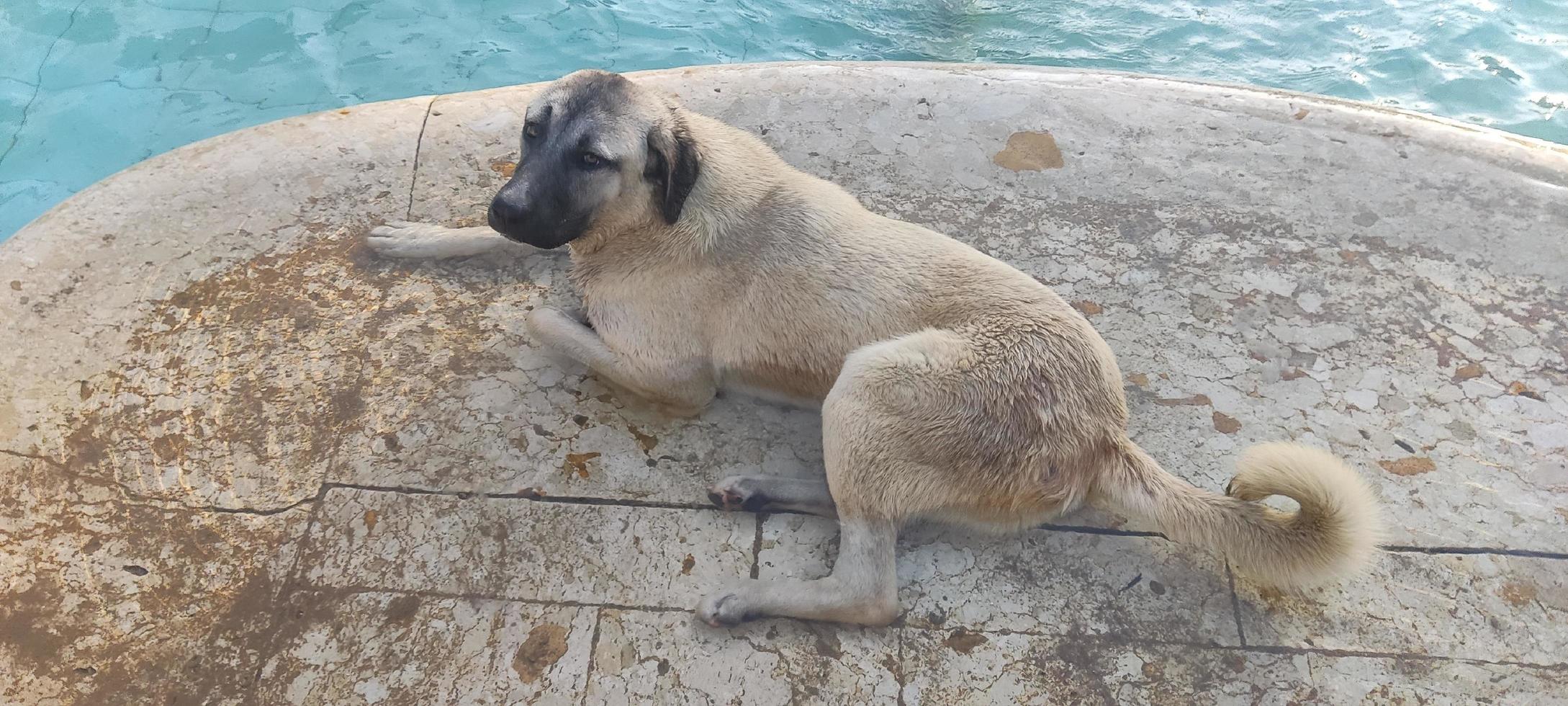 A dog sitting by the water photo