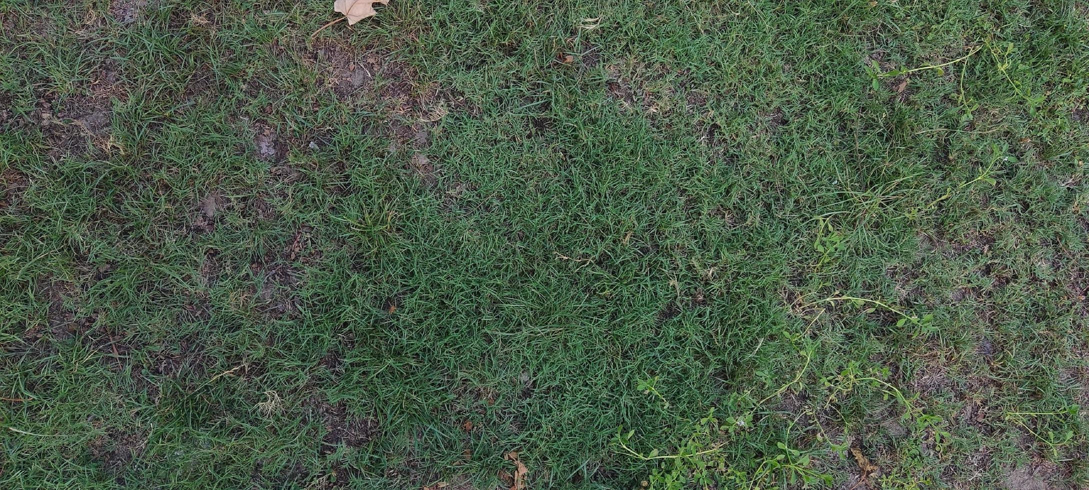 foliage grass photo