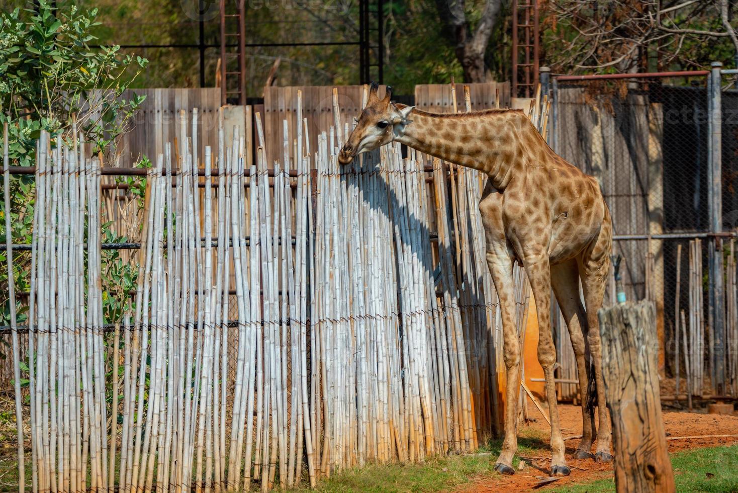 Rear view of two giraffe standing on green grass against fence with looking at zebra on the other side of fence photo