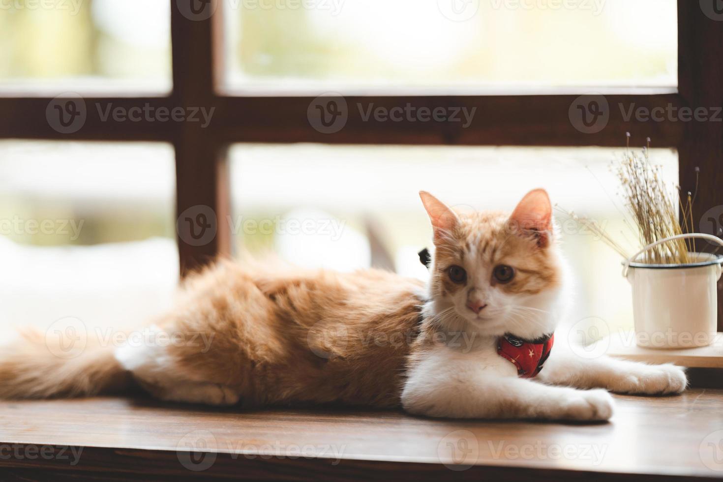 retrato de mascota de lindo gato marrón en el café de la mesa, hermoso gatito de piel blanca concepto de fondo animal mamífero, adorable cara esponjosa y lindo tabby de ojos foto