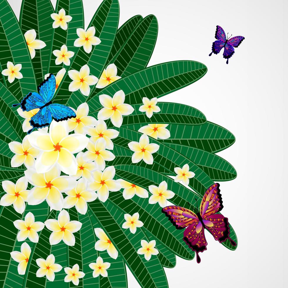 Eps10 Floral design background. Plumeria flowers with butterflies. vector