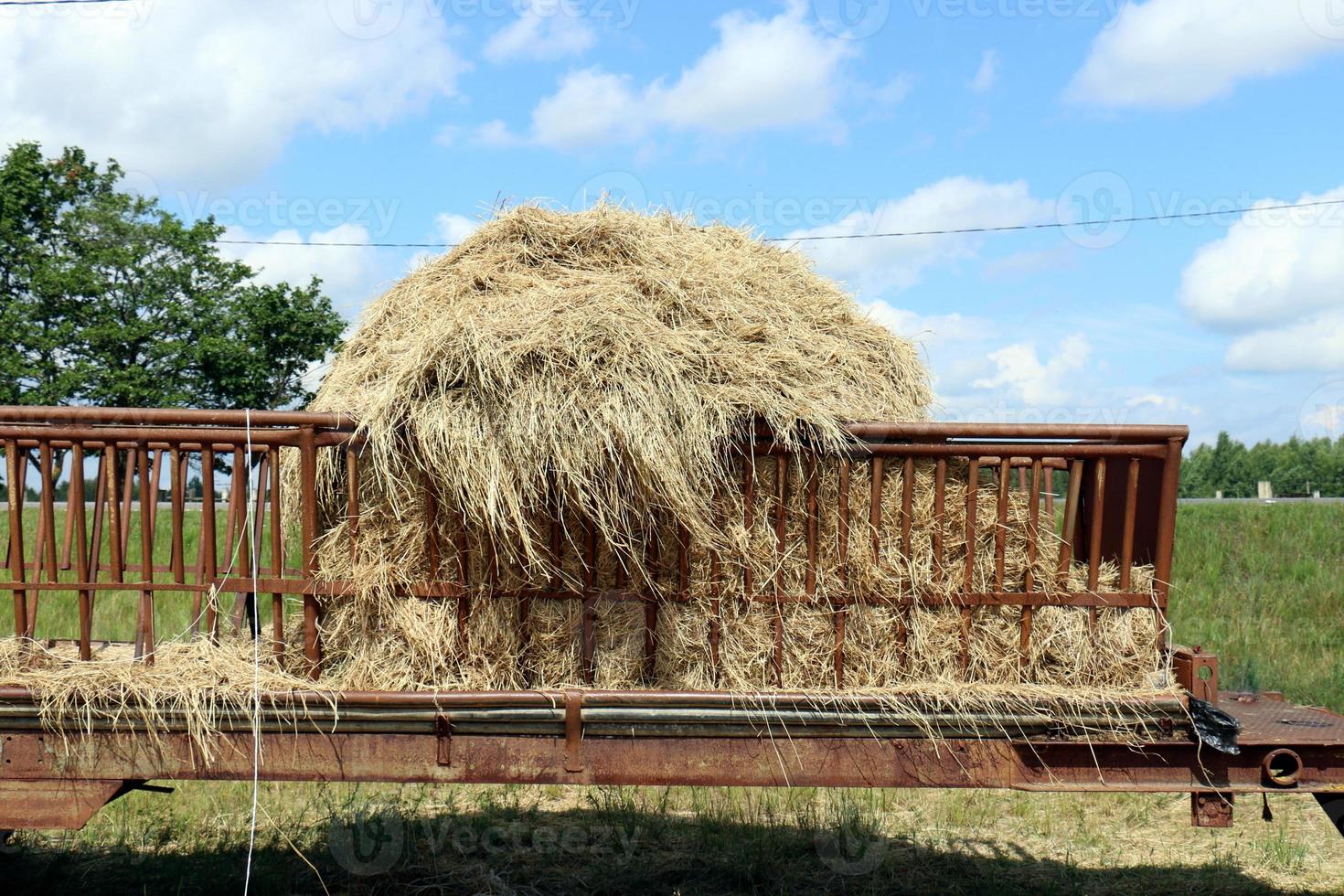 Stacks of straw lie on the field after harvesting wheat or other cereals. photo