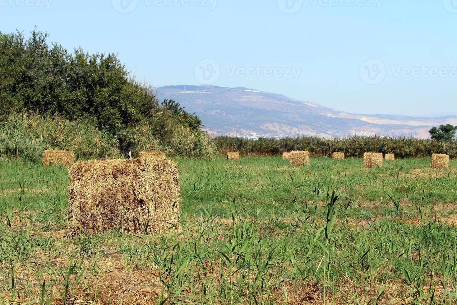 Stacks of straw lie on the field after harvesting wheat or other cereals. photo