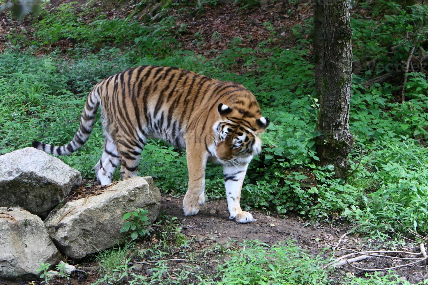 Big Amur tiger lives in the zoo photo