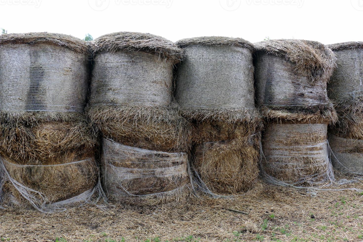 Stacks of straw lie on the field after harvesting wheat or other cereals. photo