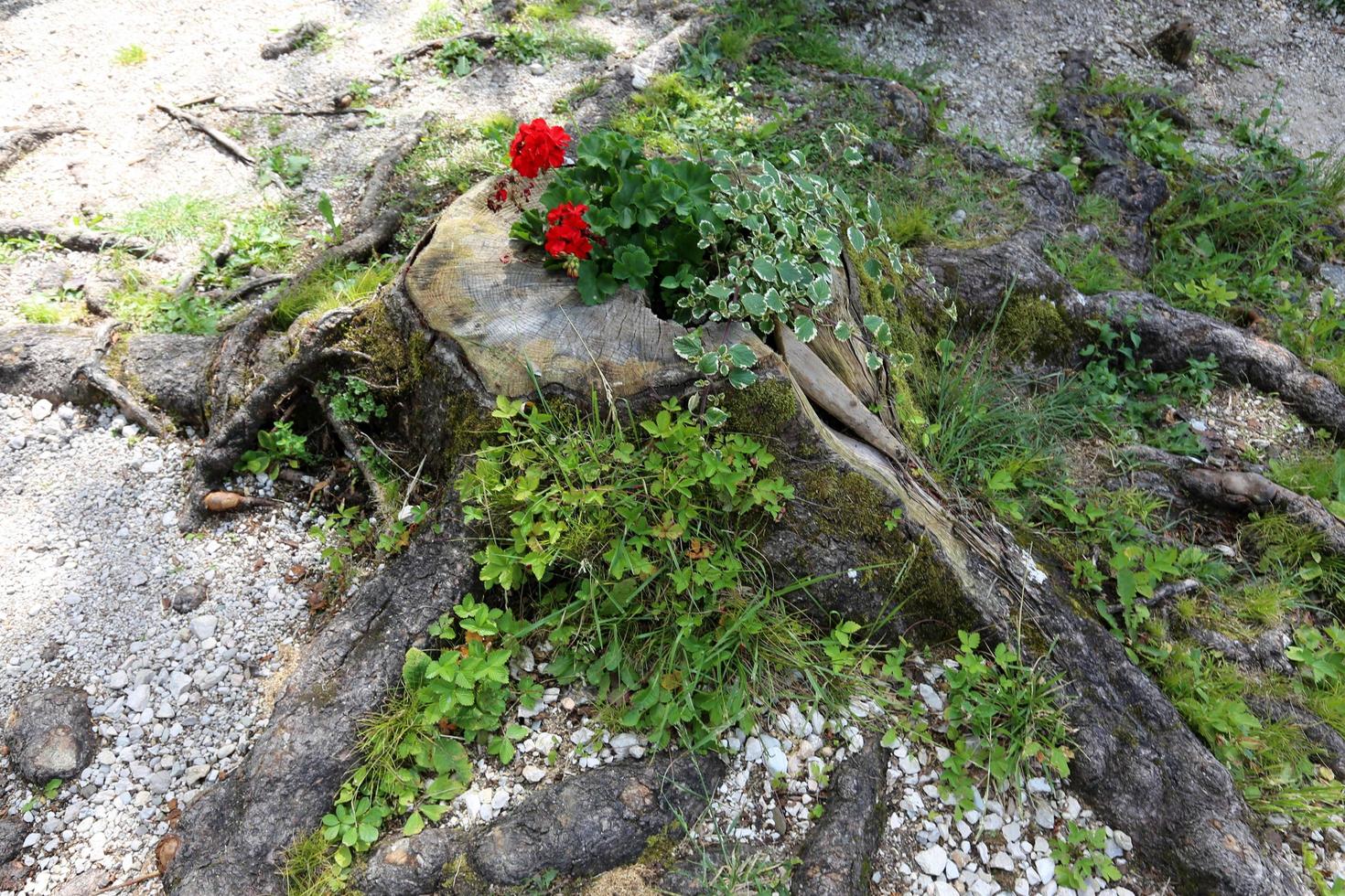 Old and rotten stump in the city park photo