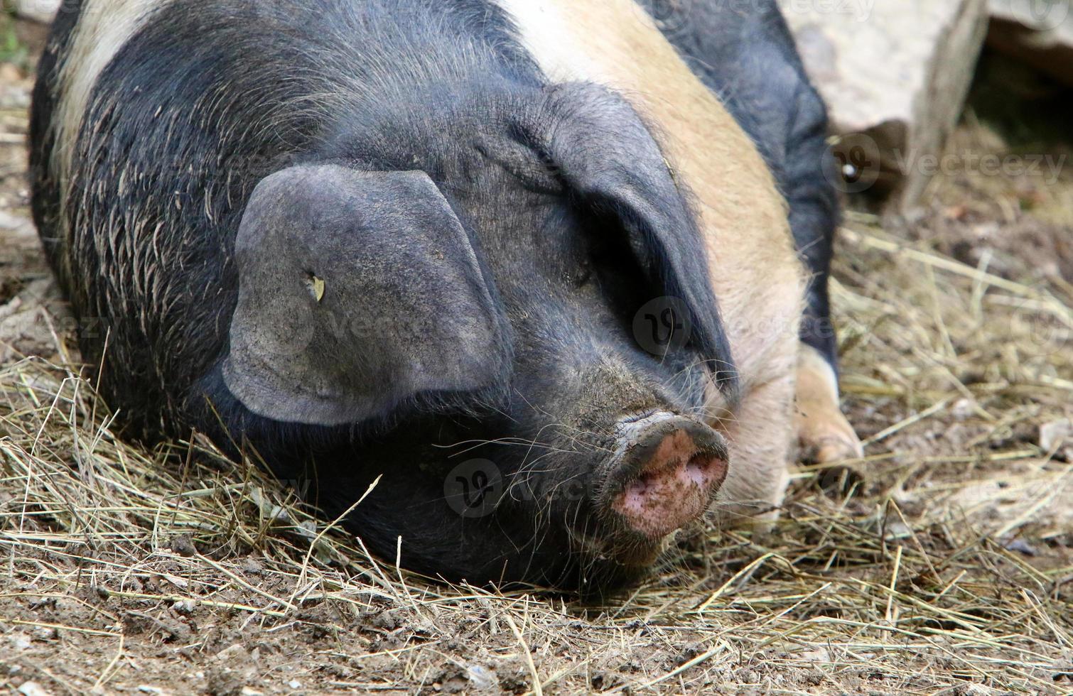 Fattened pig on a pig farm photo