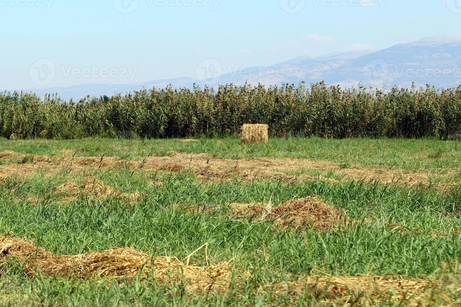 Stacks of straw lie on the field after harvesting wheat or other cereals. photo