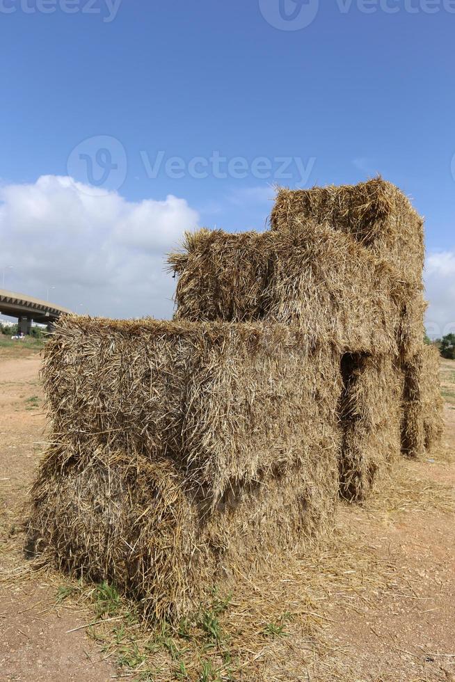Stacks of straw lie on the field after harvesting wheat or other cereals. photo