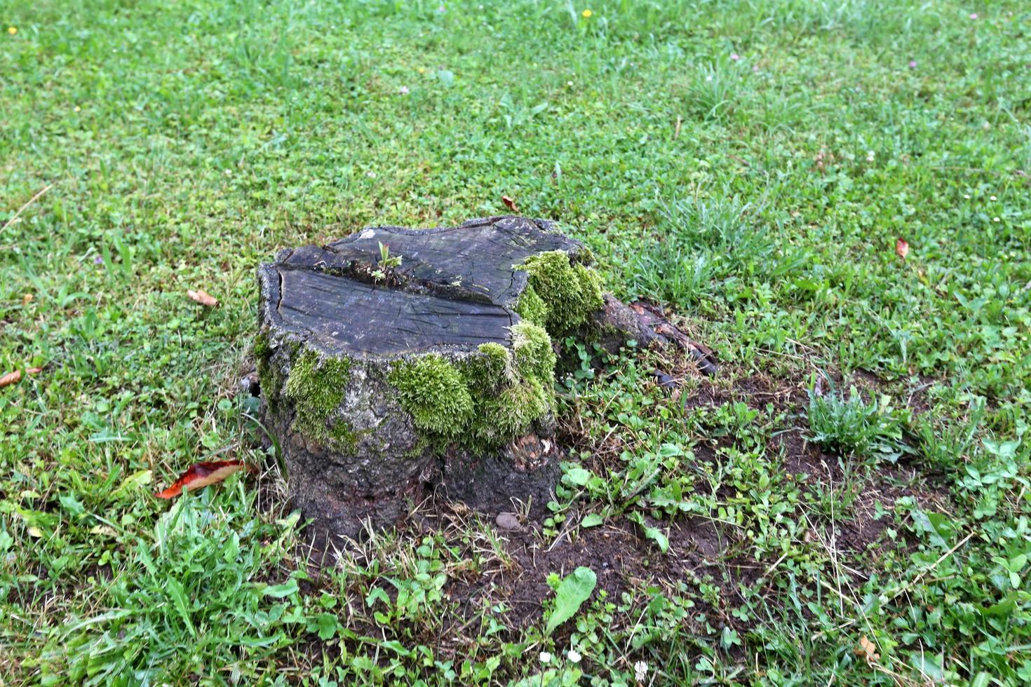 Old and rotten stump in the city park photo