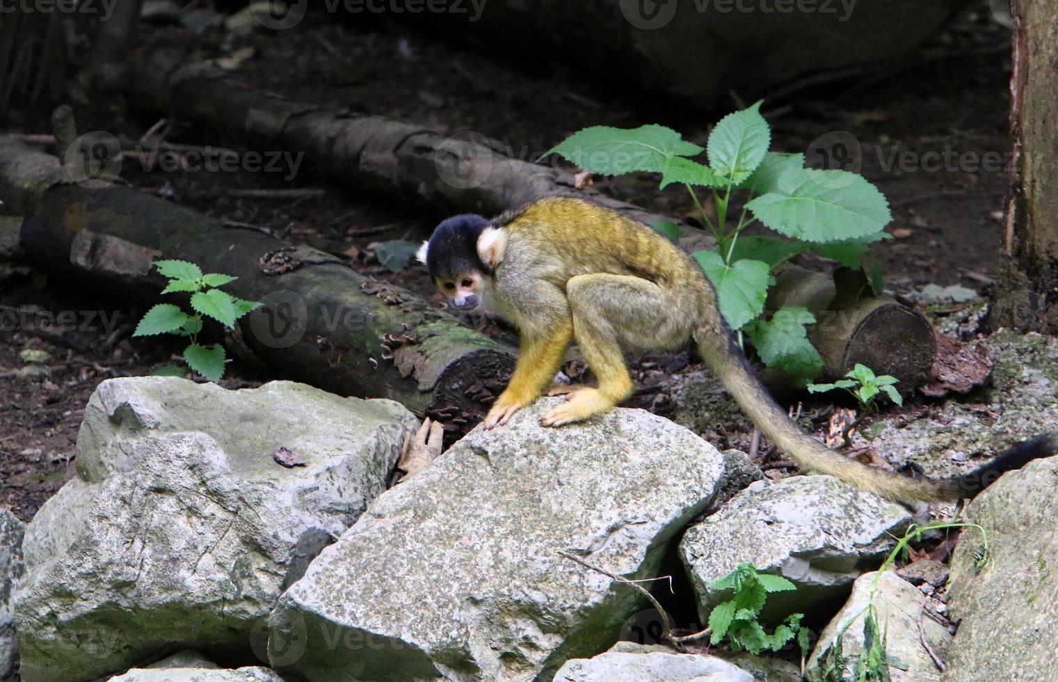 Monkeys sit on tree branches against a background of green foliage photo