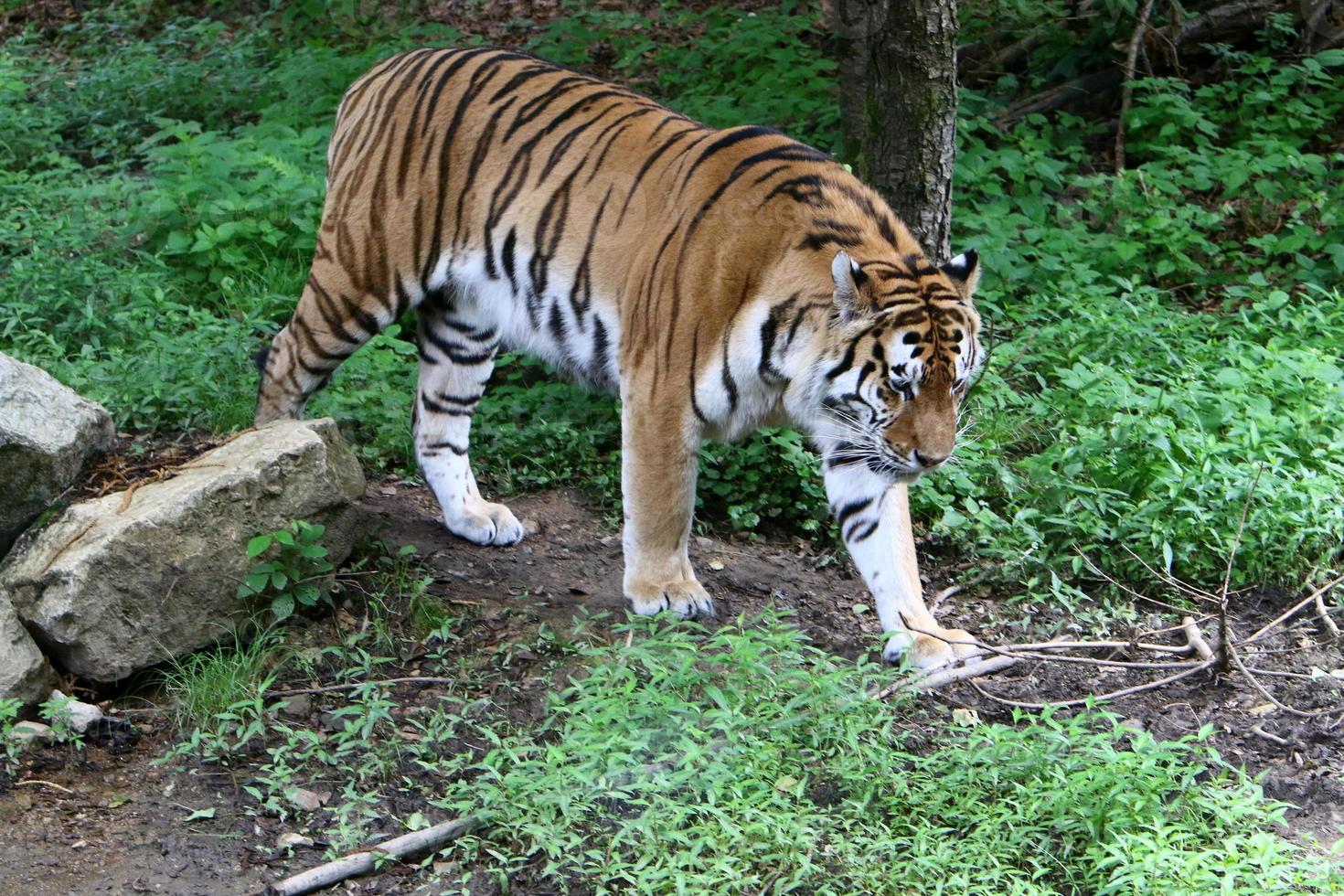 el gran tigre de amur vive en el zoológico foto