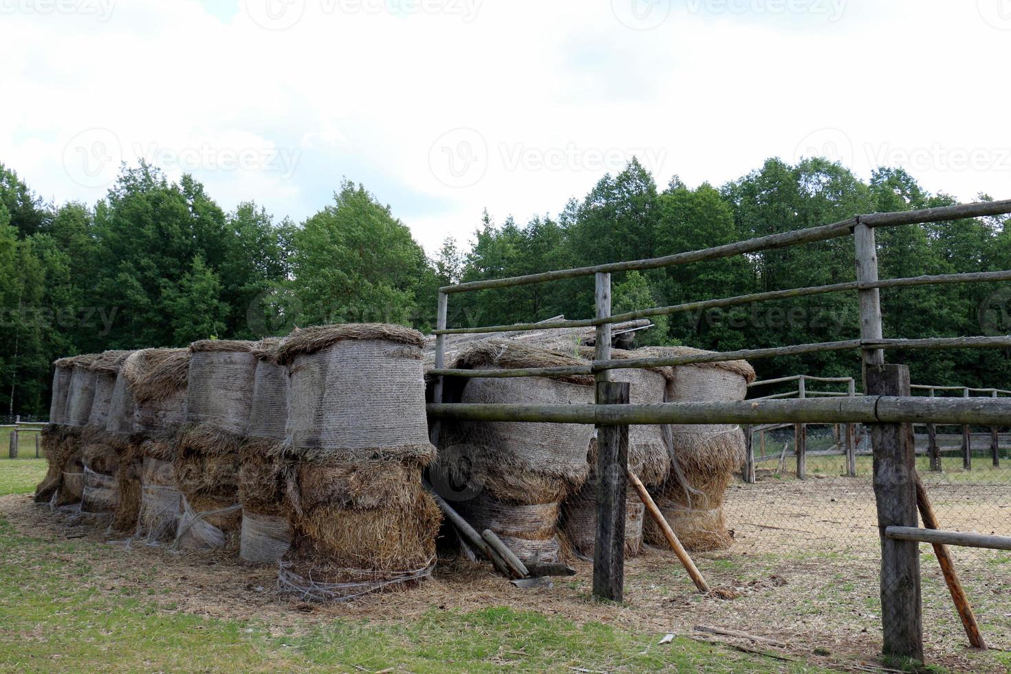 Stacks of straw lie on the field after harvesting wheat or other cereals. photo