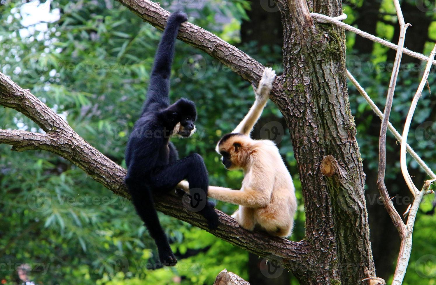 Monkeys sit on tree branches against a background of green foliage photo