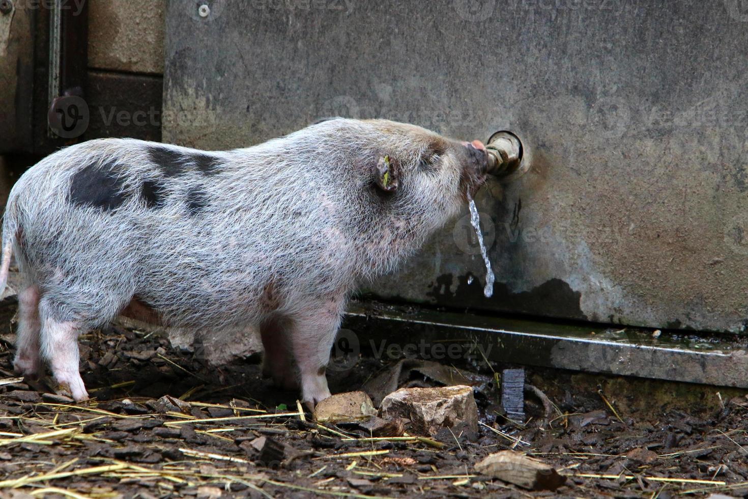 Fattened pig on a pig farm photo