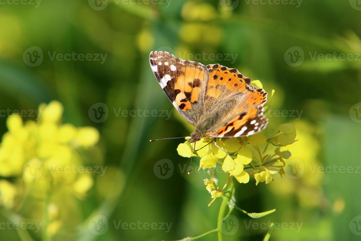 una mariposa colorida se sienta en una flor amarilla foto