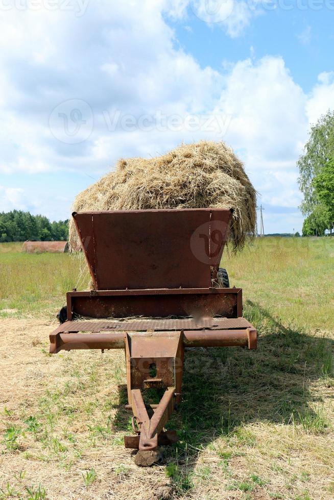 montones de paja yacen en el campo después de cosechar trigo u otros cereales. foto