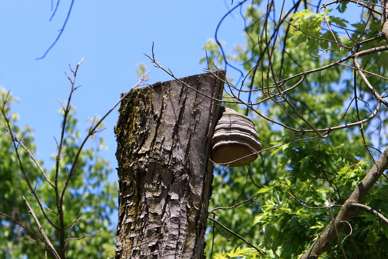 Old and rotten stump in the city park photo