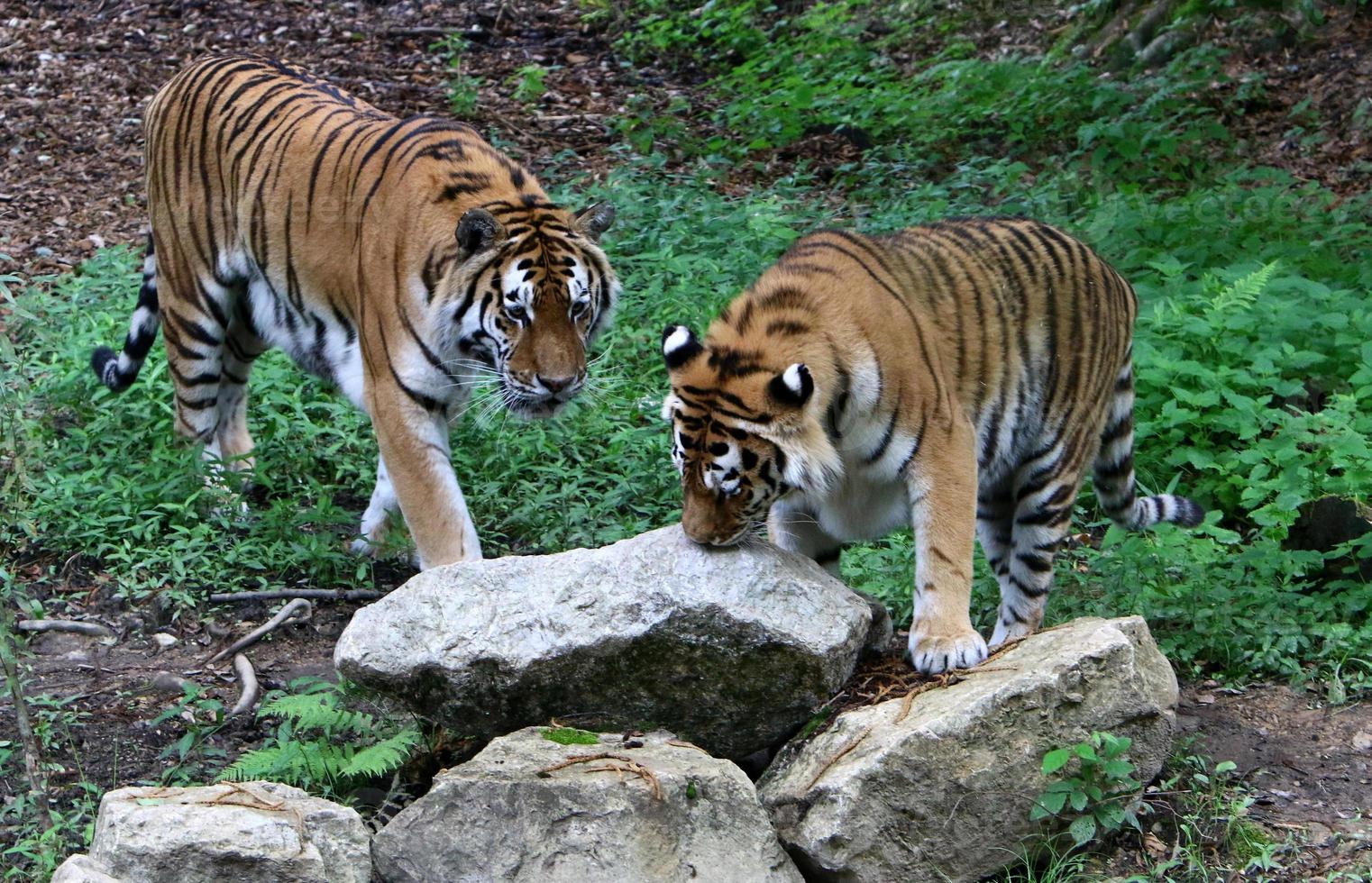 Big Amur tiger lives in the zoo photo