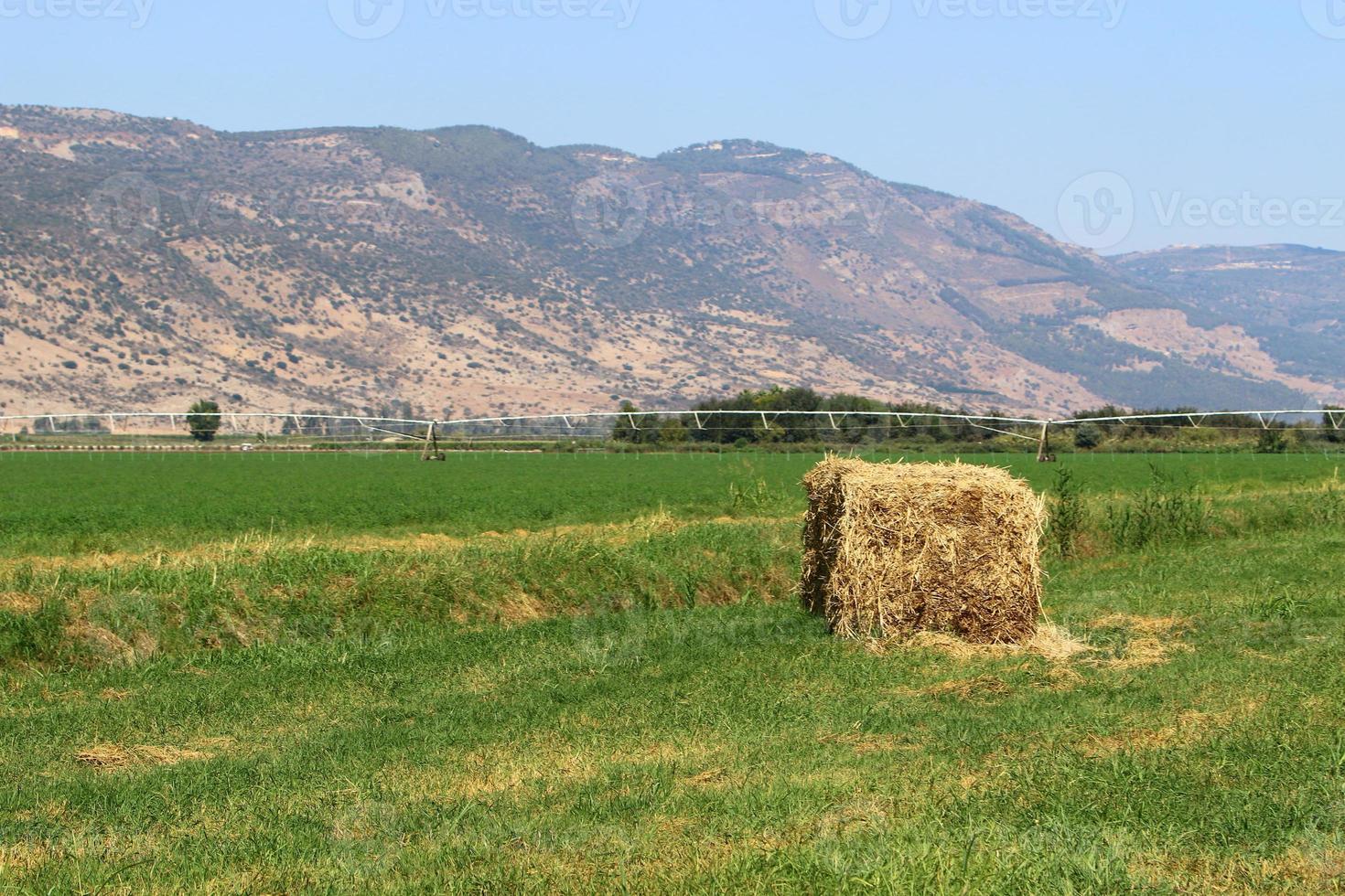 Stacks of straw lie on the field after harvesting wheat or other cereals. photo