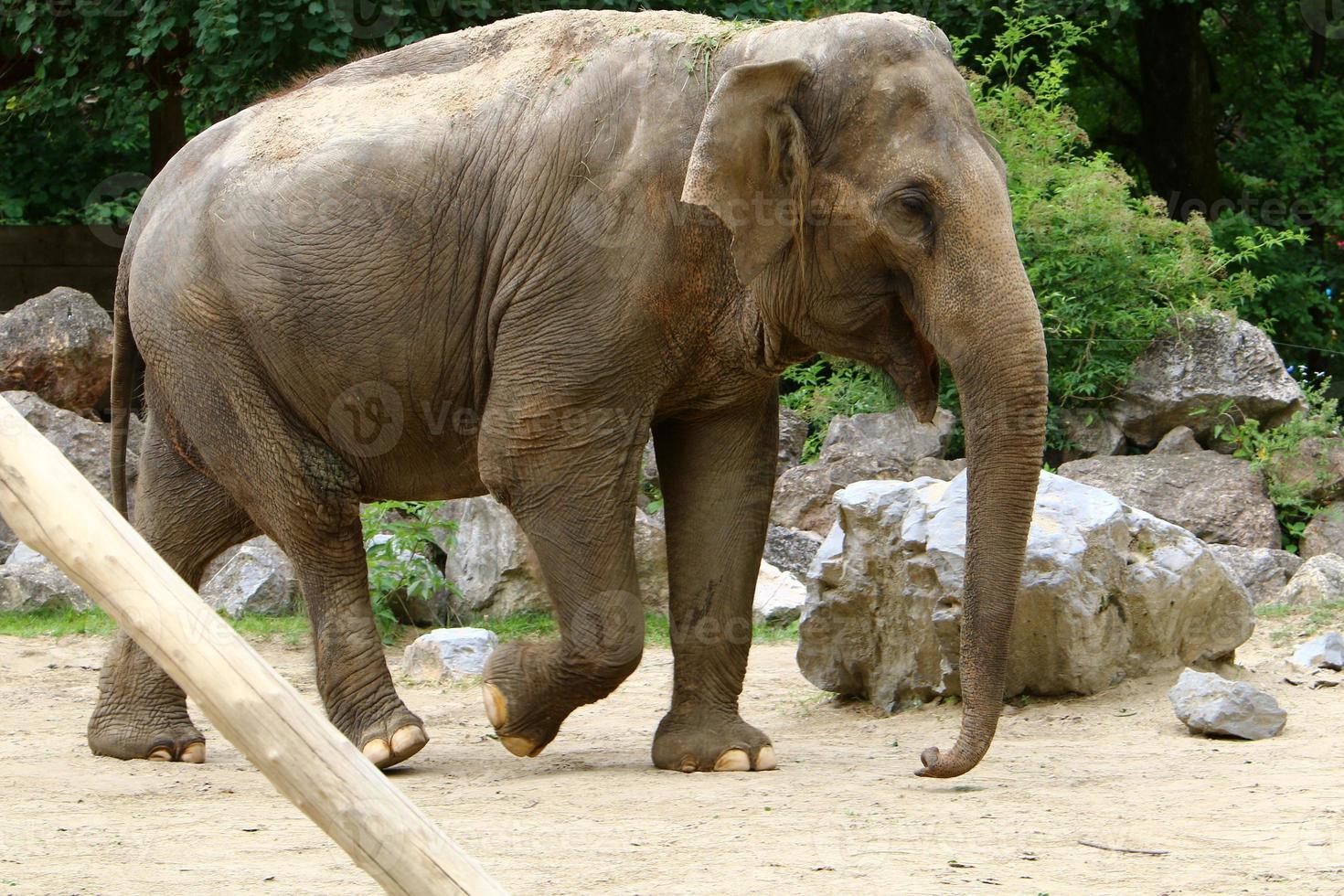 An elephant is a large mammal with a long trunk that lives in a zoo. photo