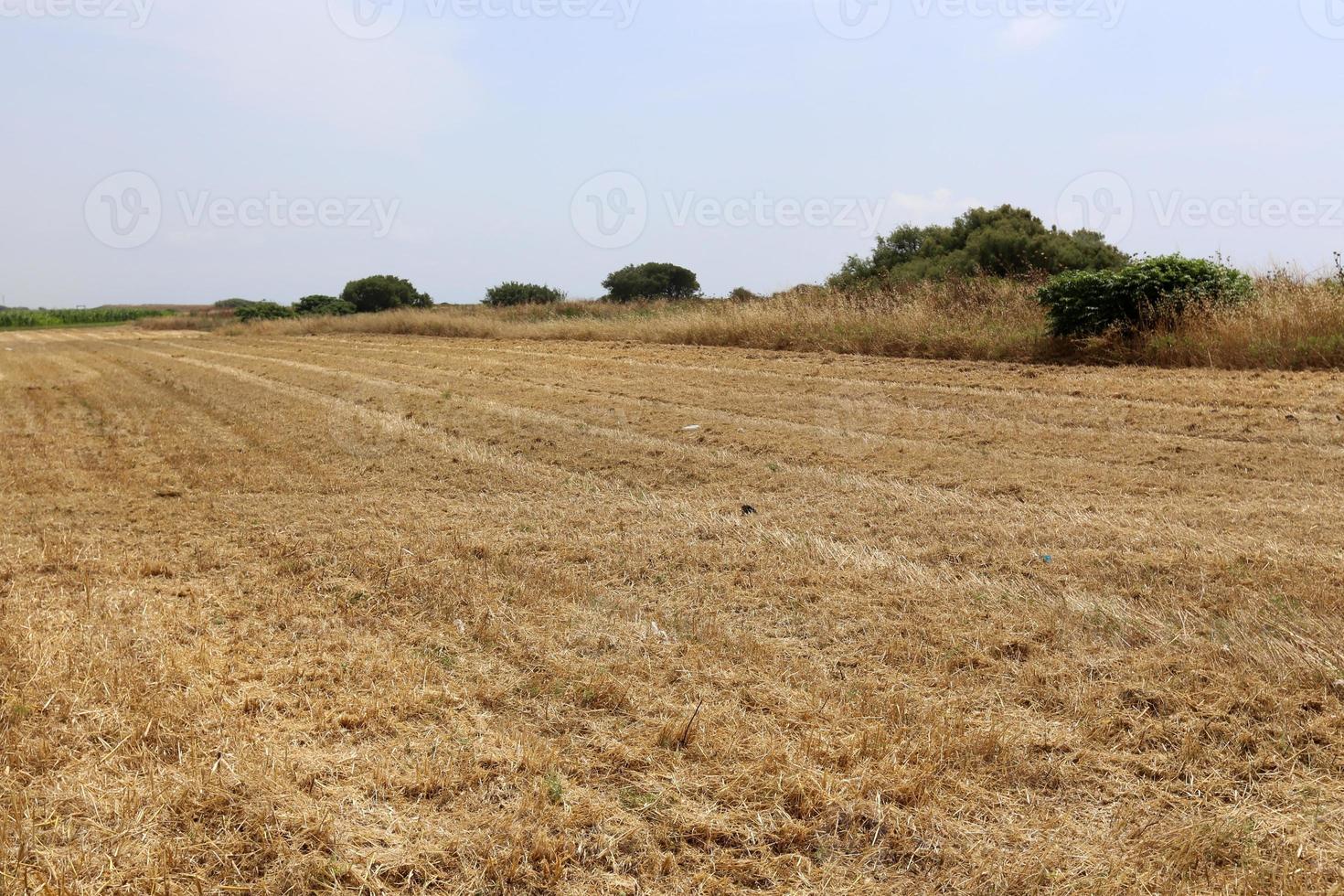 Stacks of straw lie on the field after harvesting wheat or other cereals. photo