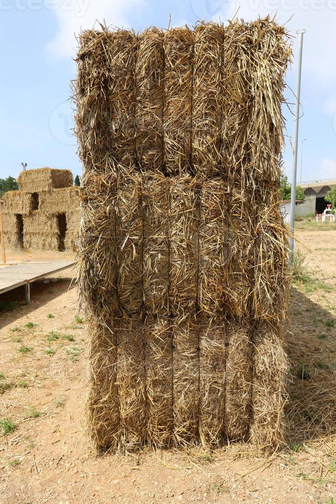 Stacks of straw lie on the field after harvesting wheat or other cereals. photo