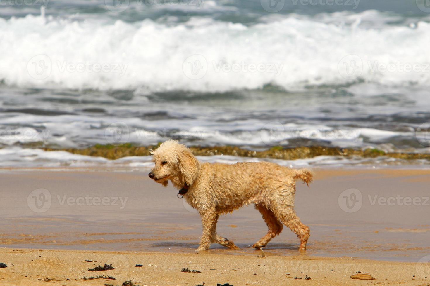 Small dog on a morning walk on the shores of the Mediterranean Sea photo