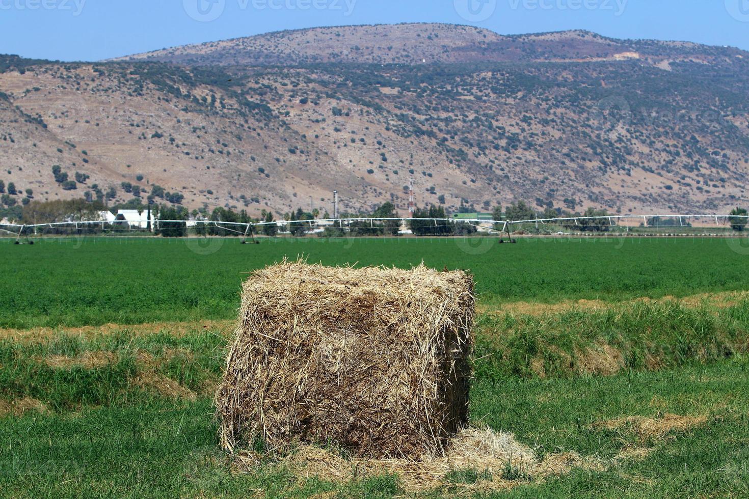 montones de paja yacen en el campo después de cosechar trigo u otros cereales. foto