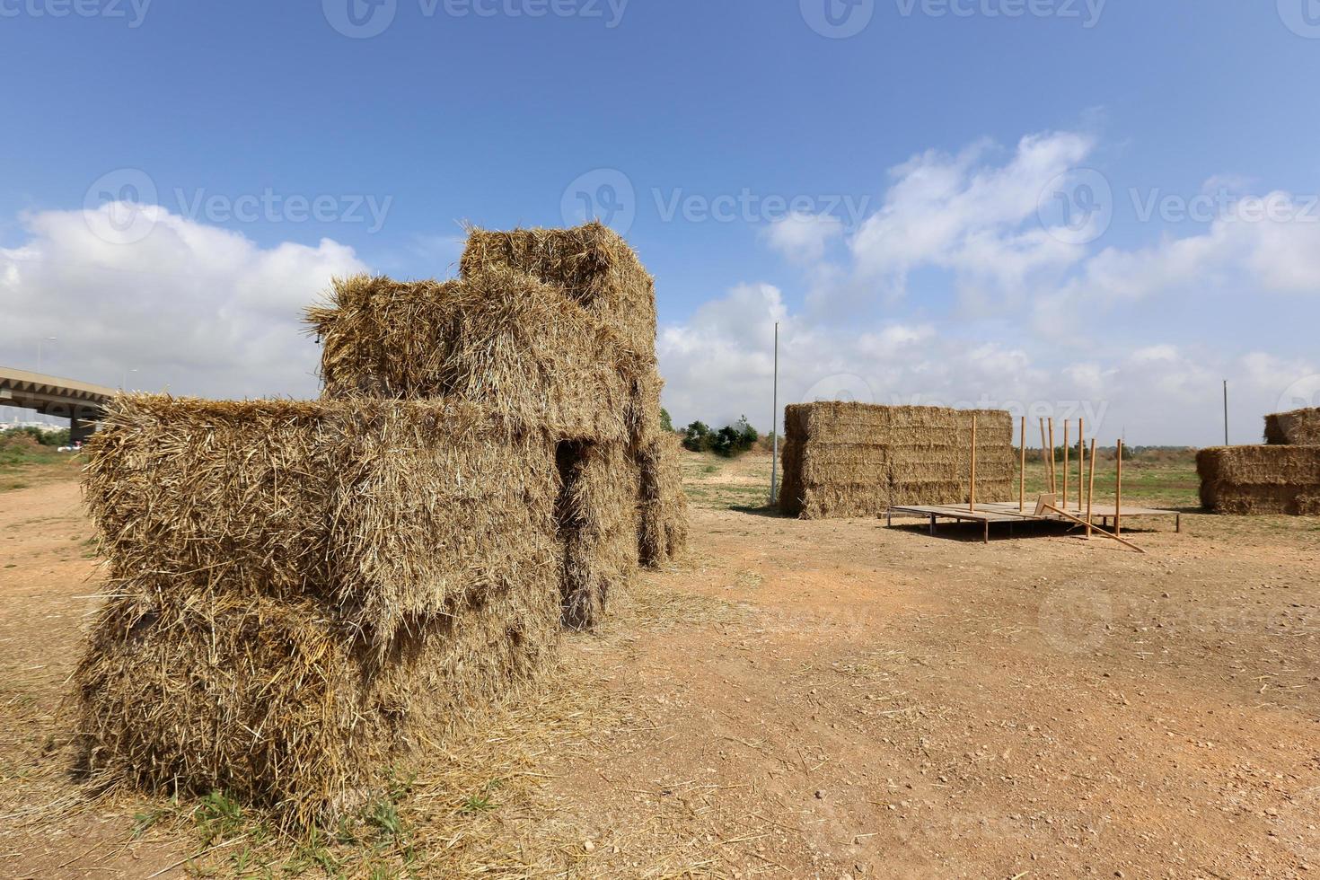 Stacks of straw lie on the field after harvesting wheat or other cereals. photo