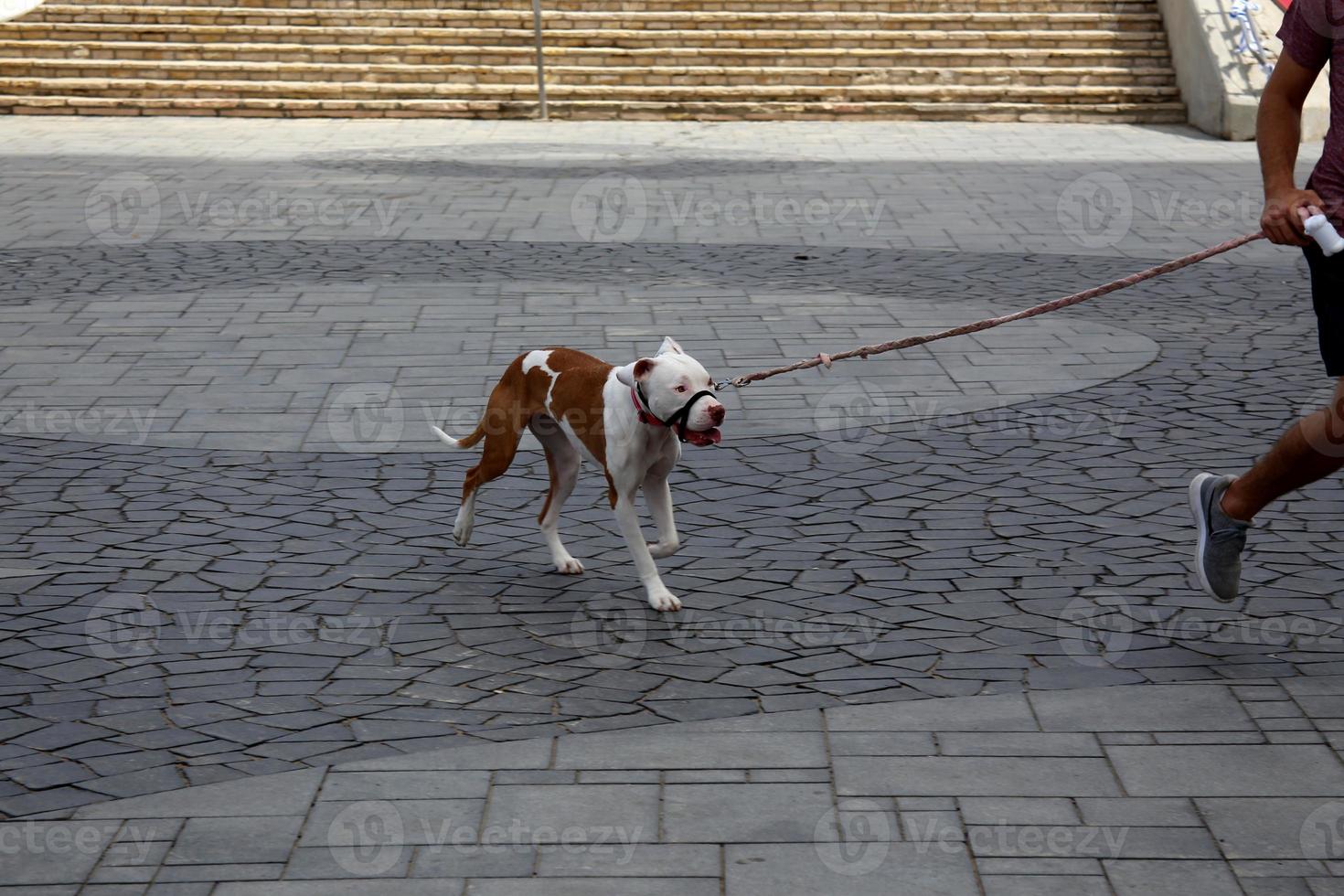 pavement along the road for the safe passage of pedestrians photo