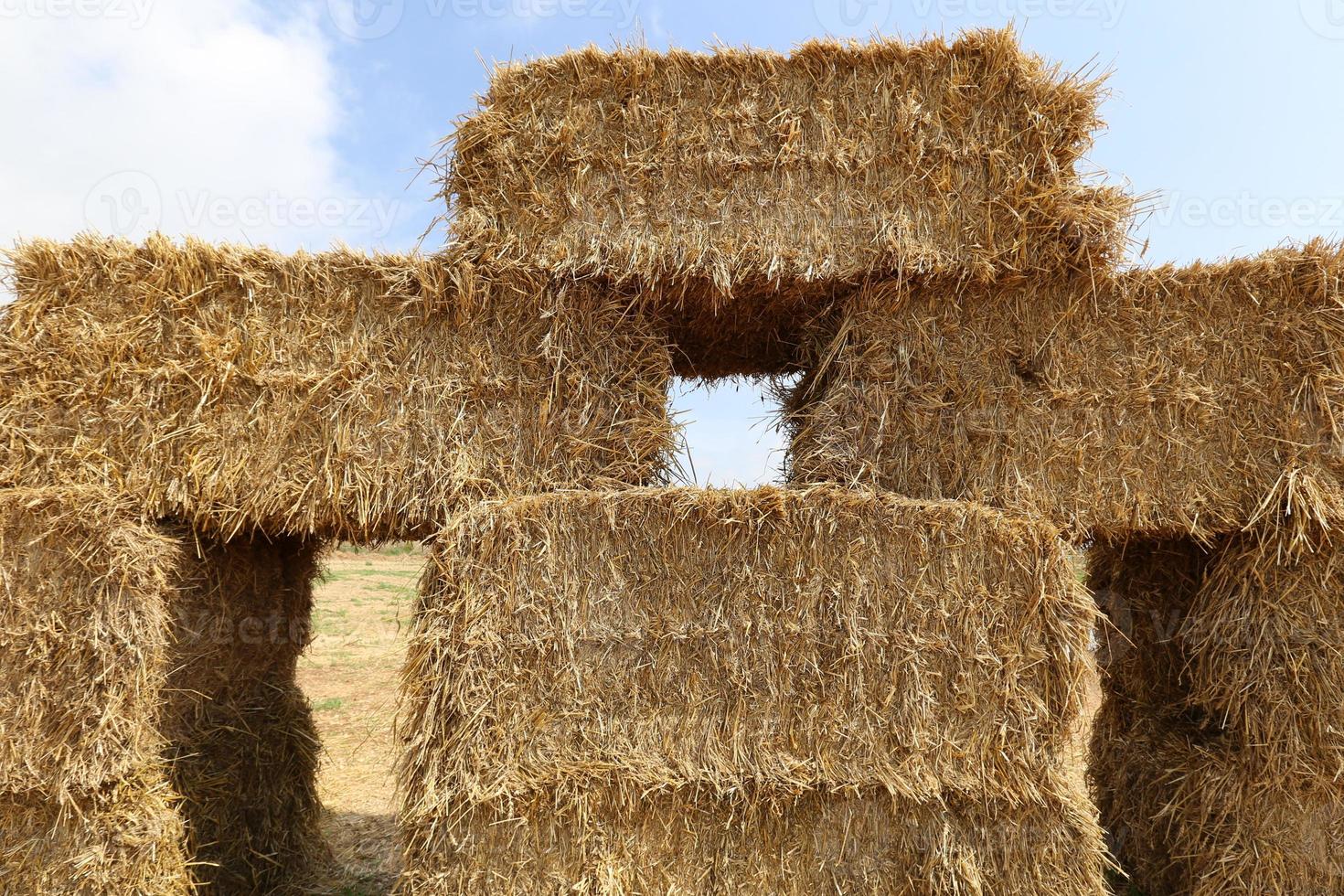 Stacks of straw lie on the field after harvesting wheat or other cereals. photo