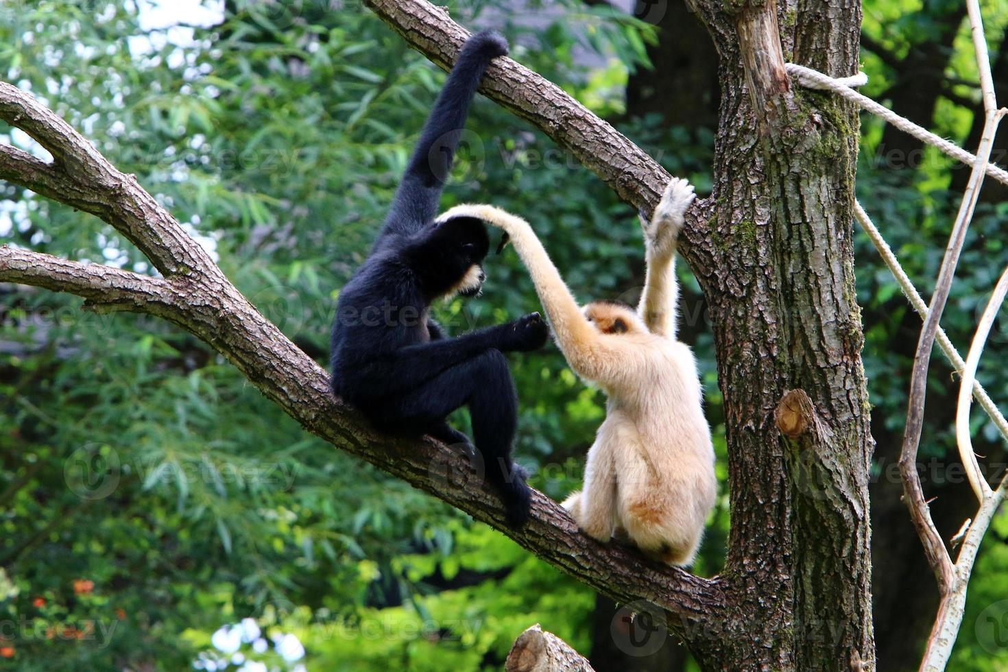 Monkeys sit on tree branches against a background of green foliage photo