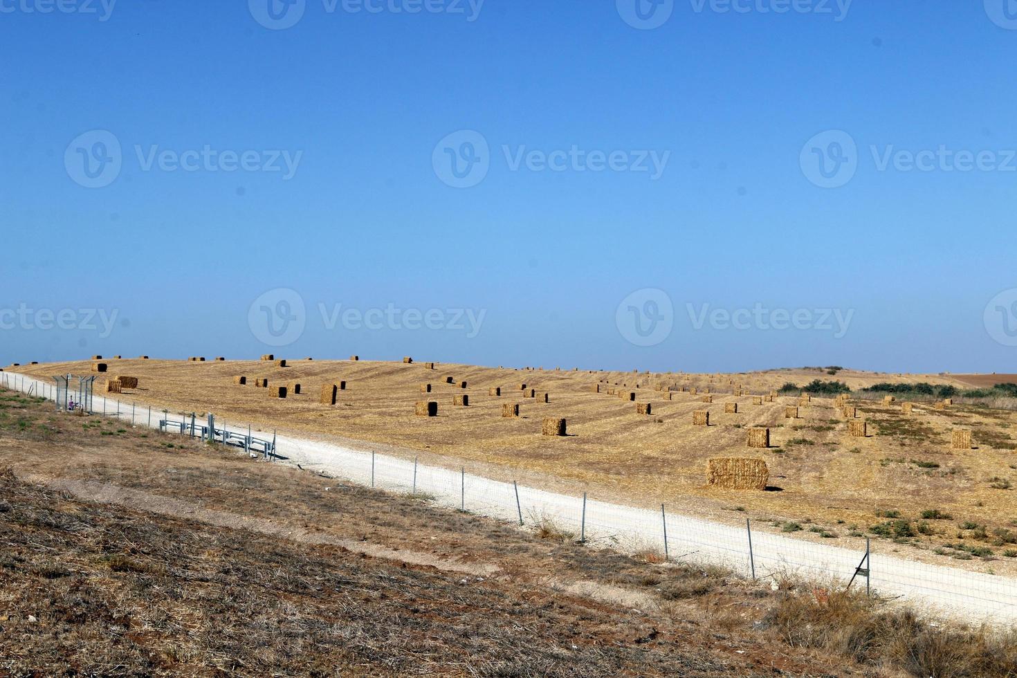 Stacks of straw lie on the field after harvesting wheat or other cereals. photo