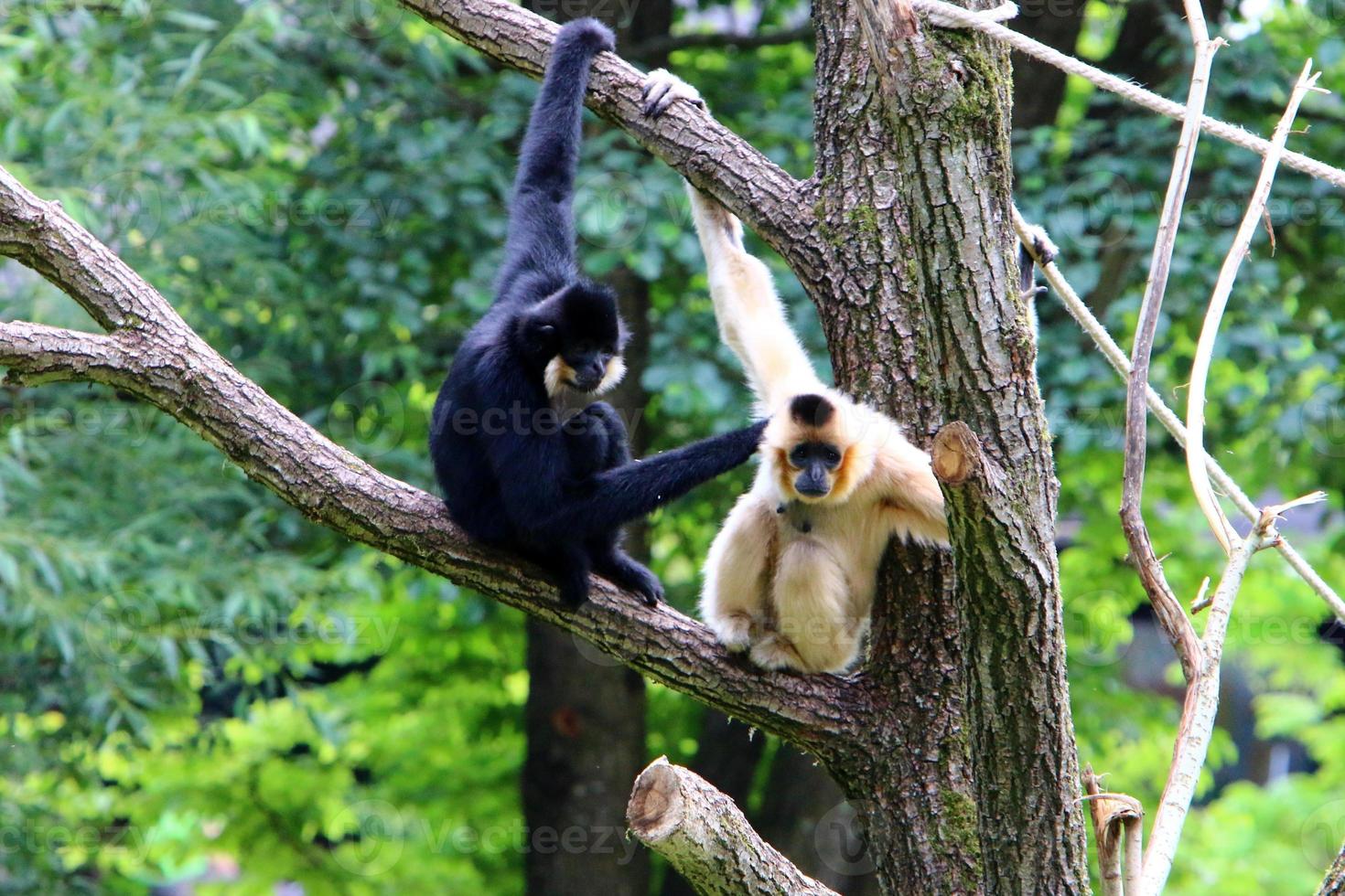 Monkeys sit on tree branches against a background of green foliage photo